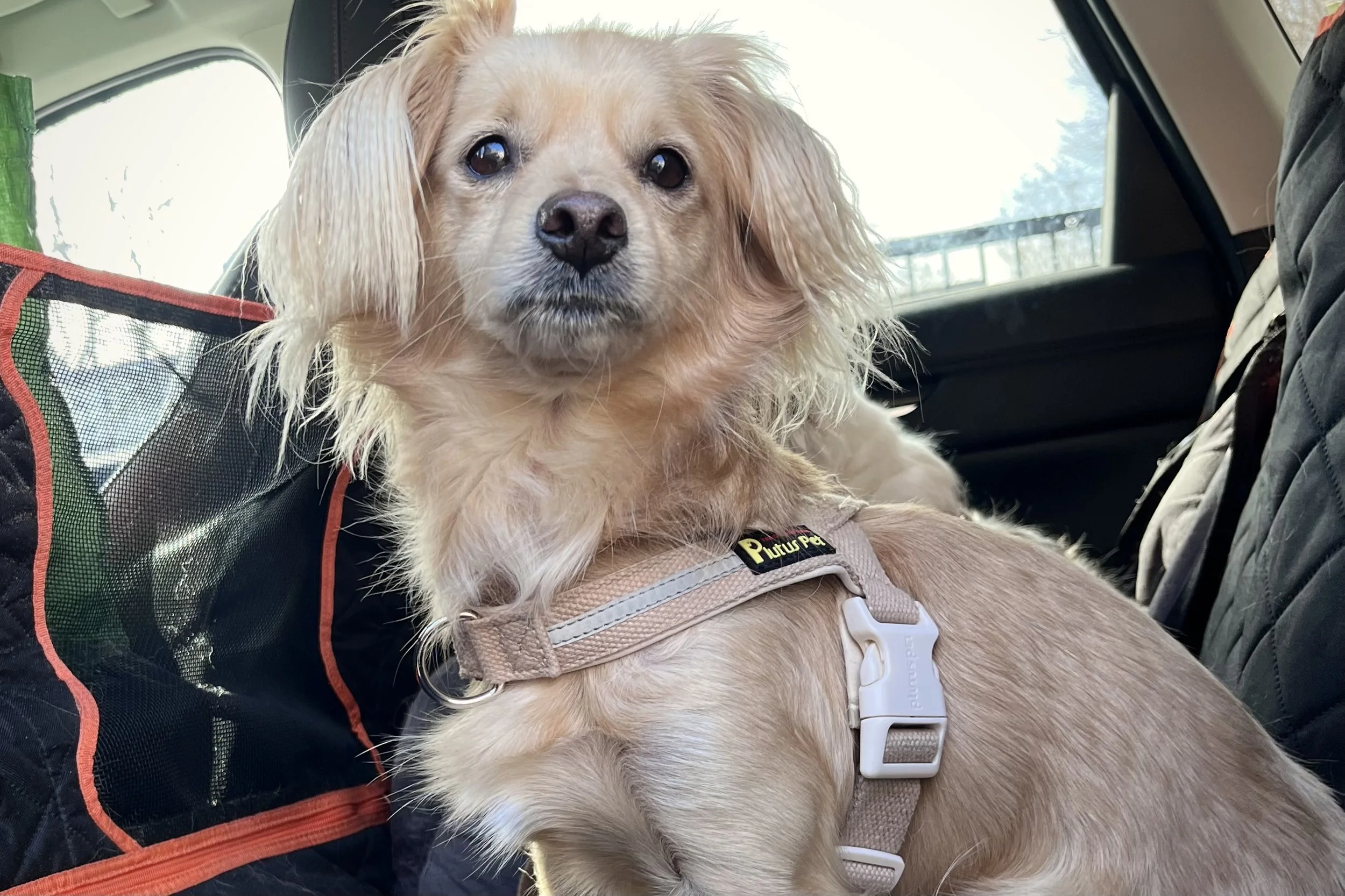 Small cream-colored dog sitting calmly in the back seat of a car wearing a harness, relaxed and secure during the ride.