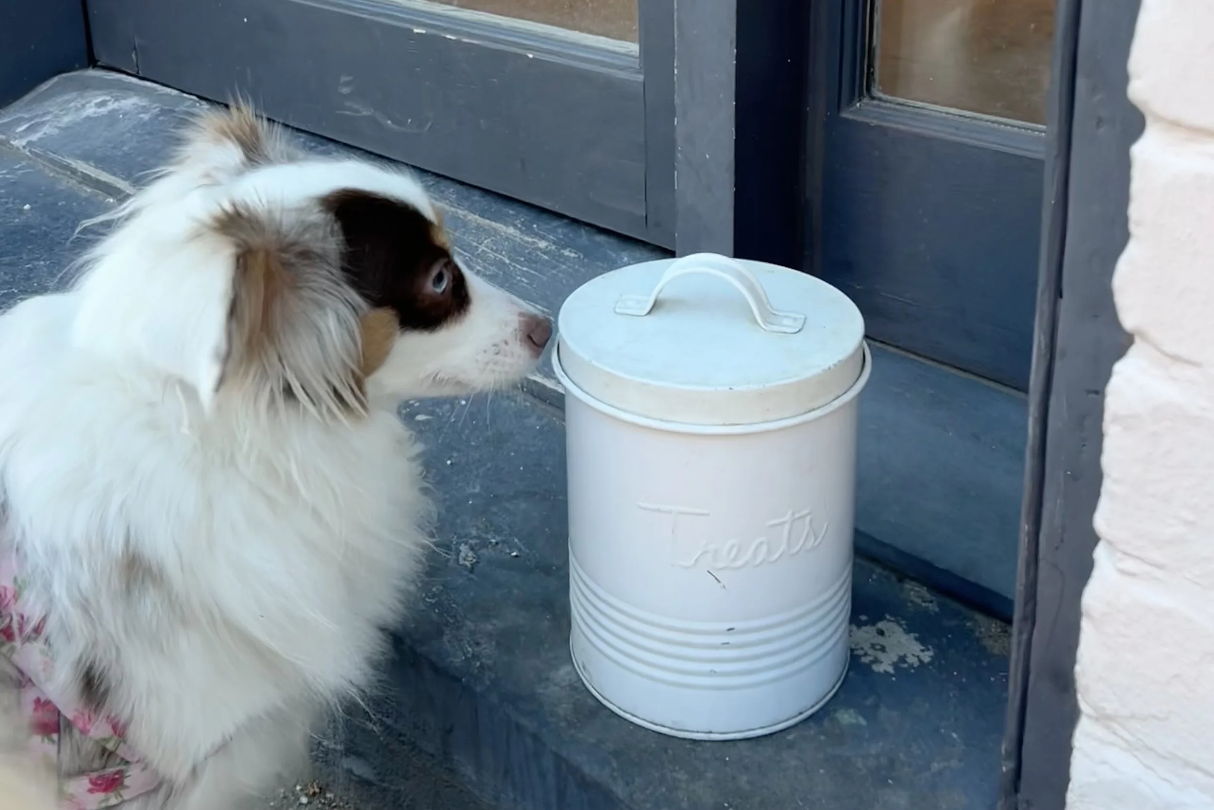 Small dog standing beside a white “Treats” tin on a front step in Old Town Alexandria, Virginia.