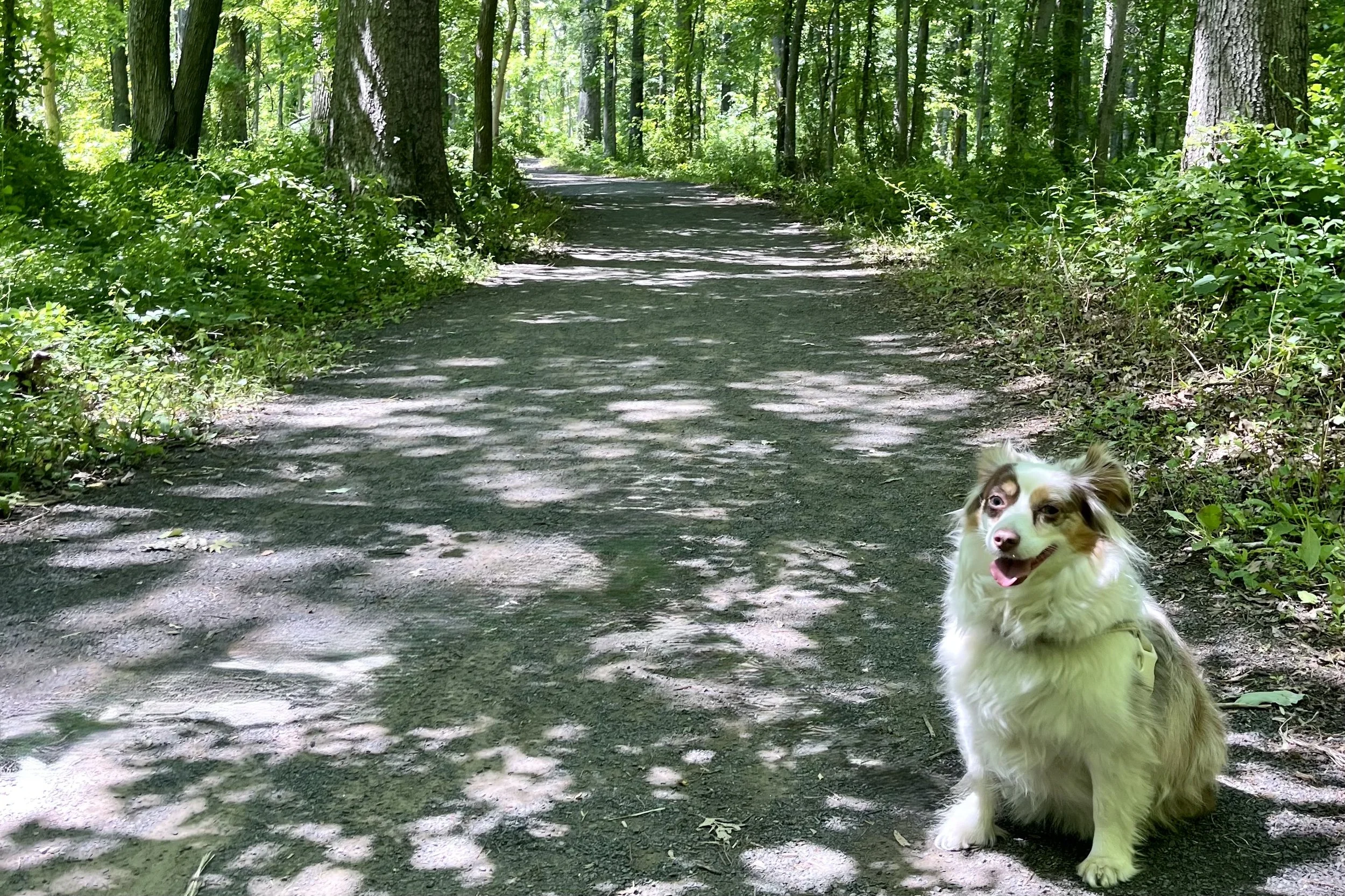 Small Australian Shepherd sitting beside a wide shaded trail beneath a dense green forest canopy at Huntley Meadows Park in Alexandria, Virginia. Sunlight filters through the trees and creates dappled light across the path.