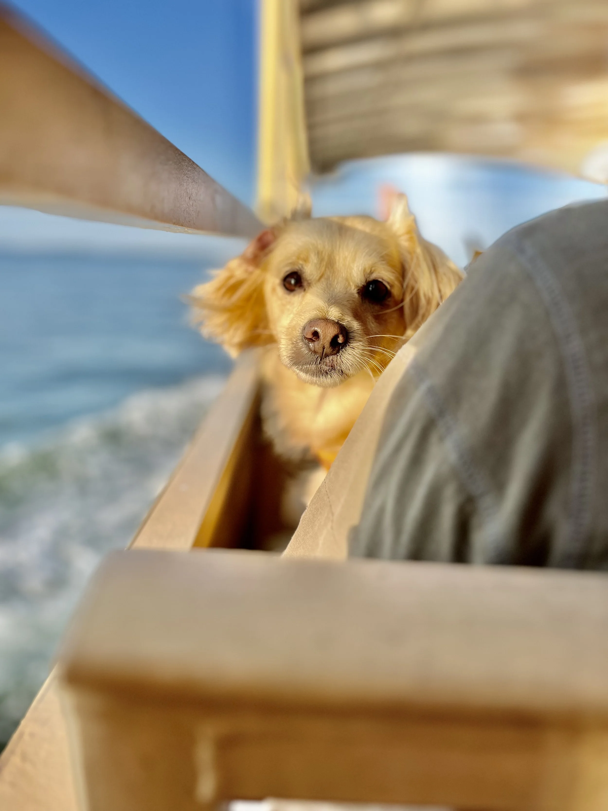 Small tan dog sitting on a boat at sunset, with water and sky in the background.