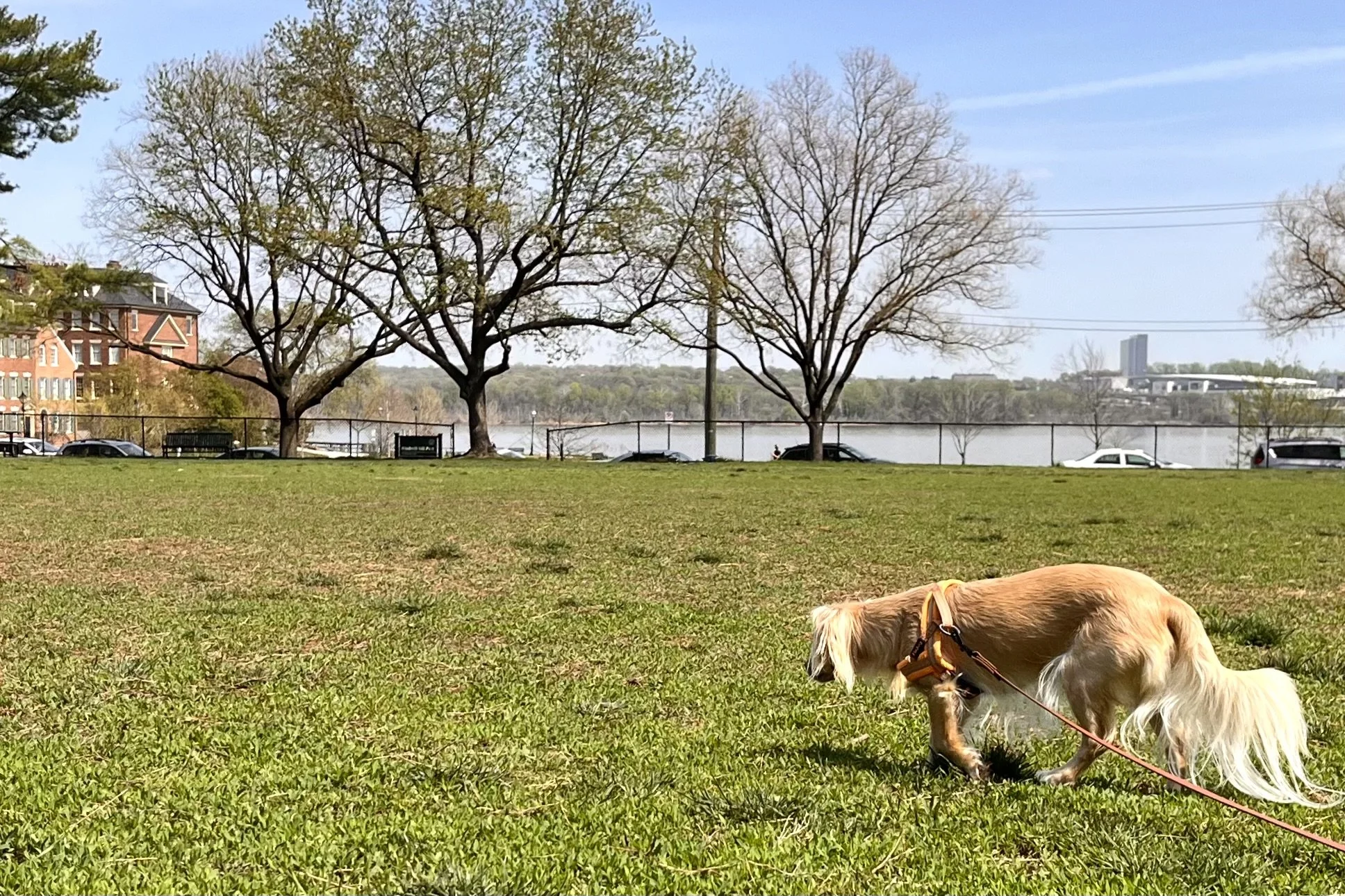 Archie sniffs the grass at Windmill Hill Park in Old Town Alexandria, with open green space, mature trees, and views of the Potomac River in the background.