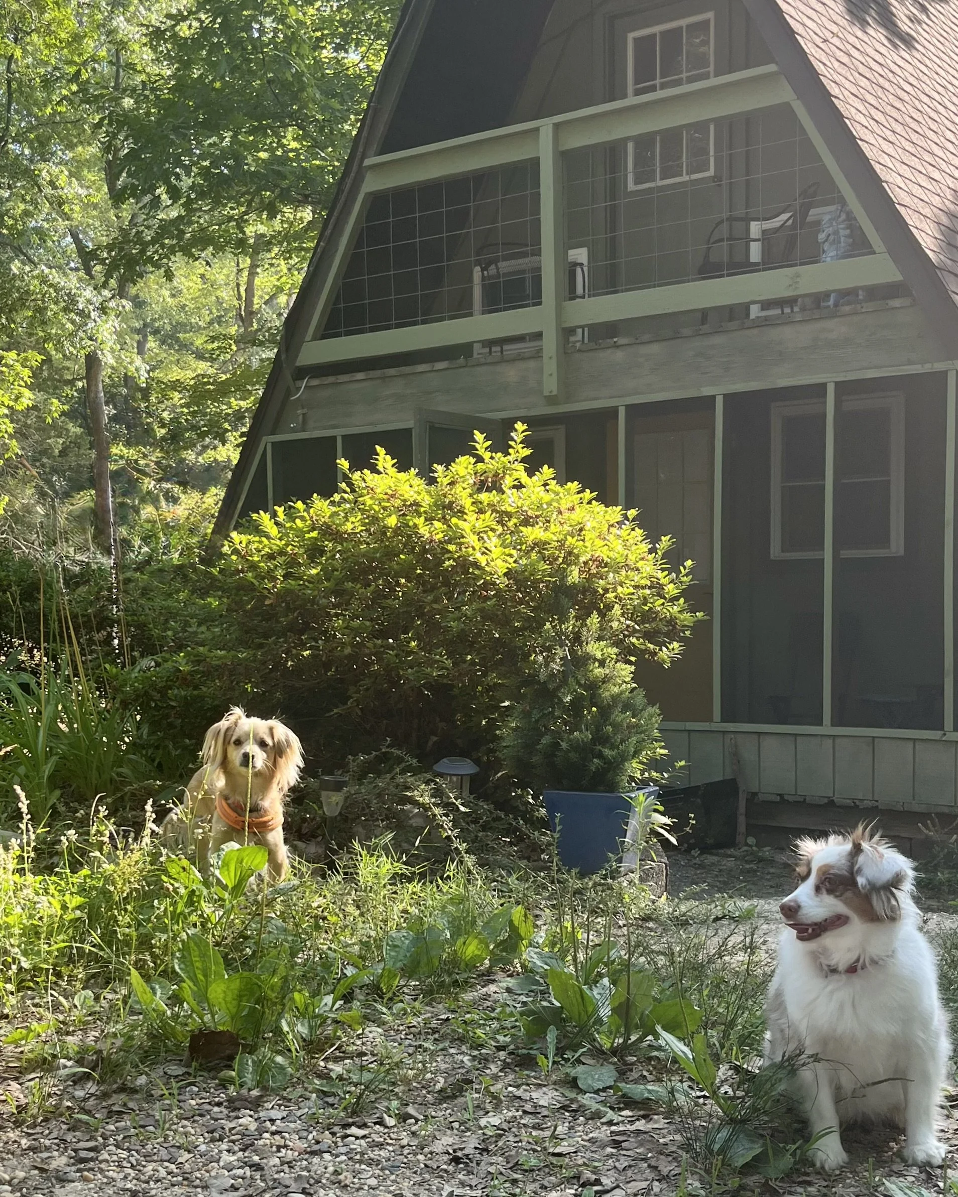Two small dogs relaxing outside an A-frame vacation rental cabin surrounded by trees and greenery.
