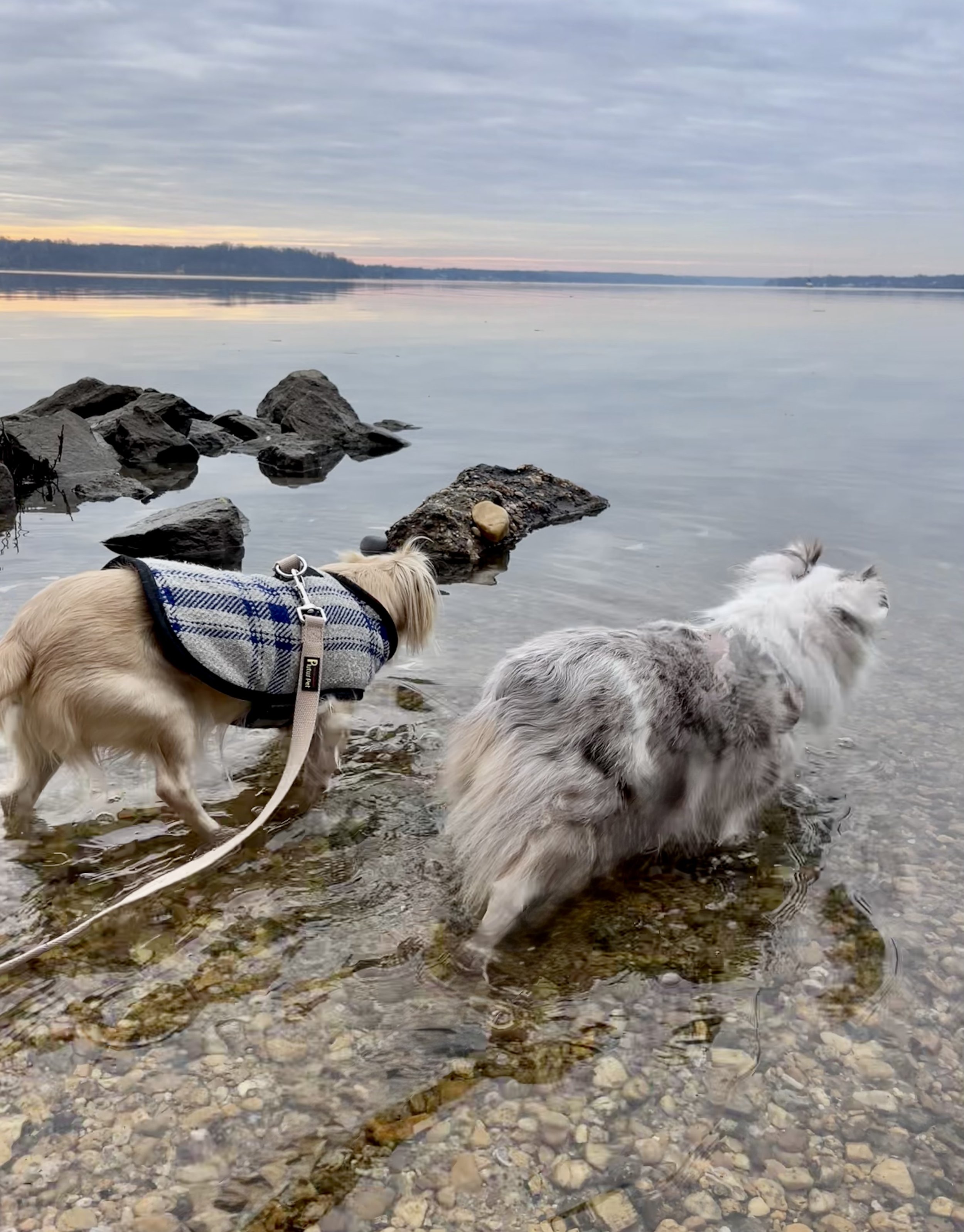 Two leashed dogs wading in shallow water along the Potomac River near Jones Point Lighthouse, with rocks and a calm winter shoreline.