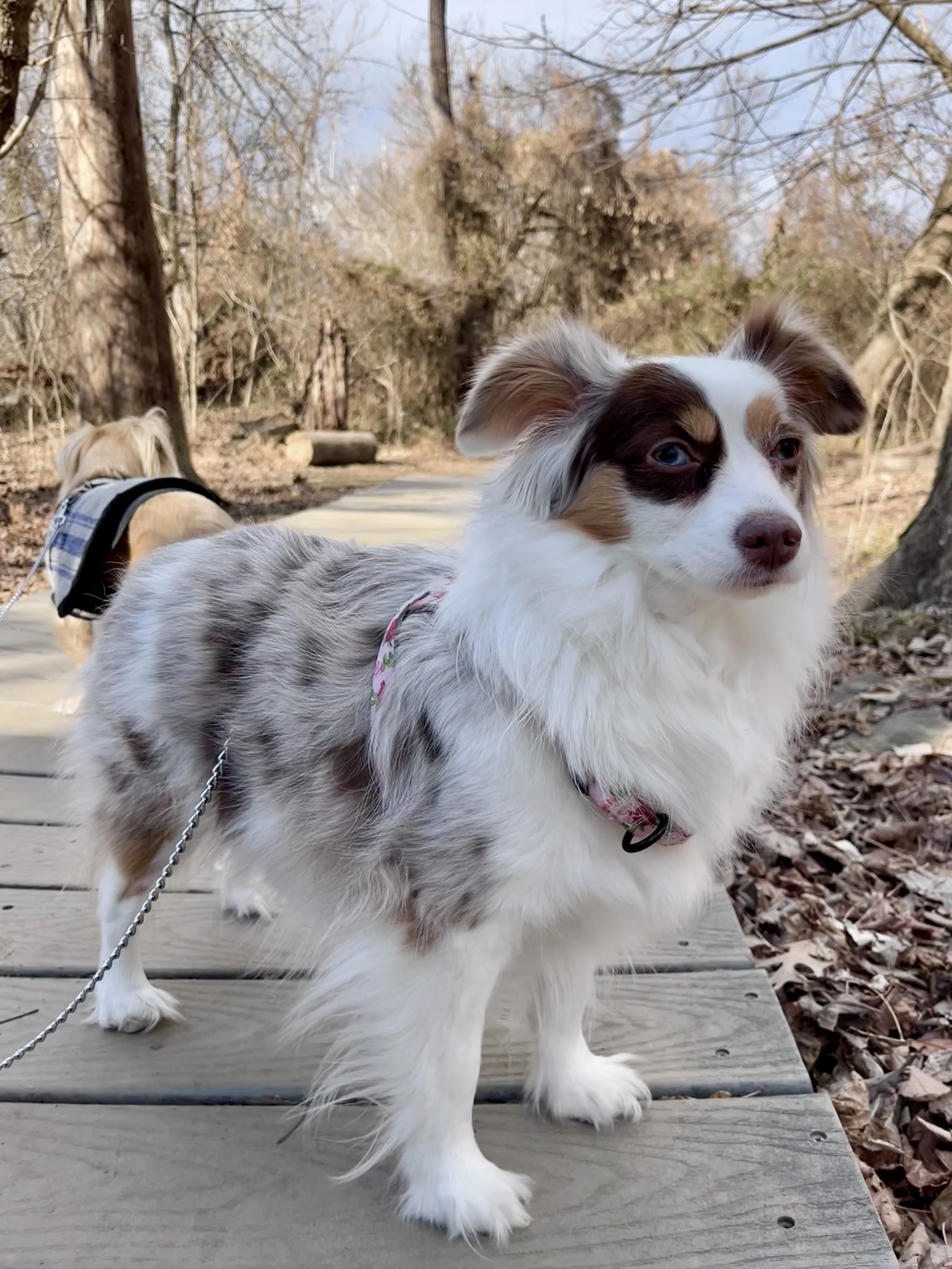 Small dog standing on a wooden boardwalk trail surrounded by winter trees on Theodore Roosevelt Island in Washington, DC.