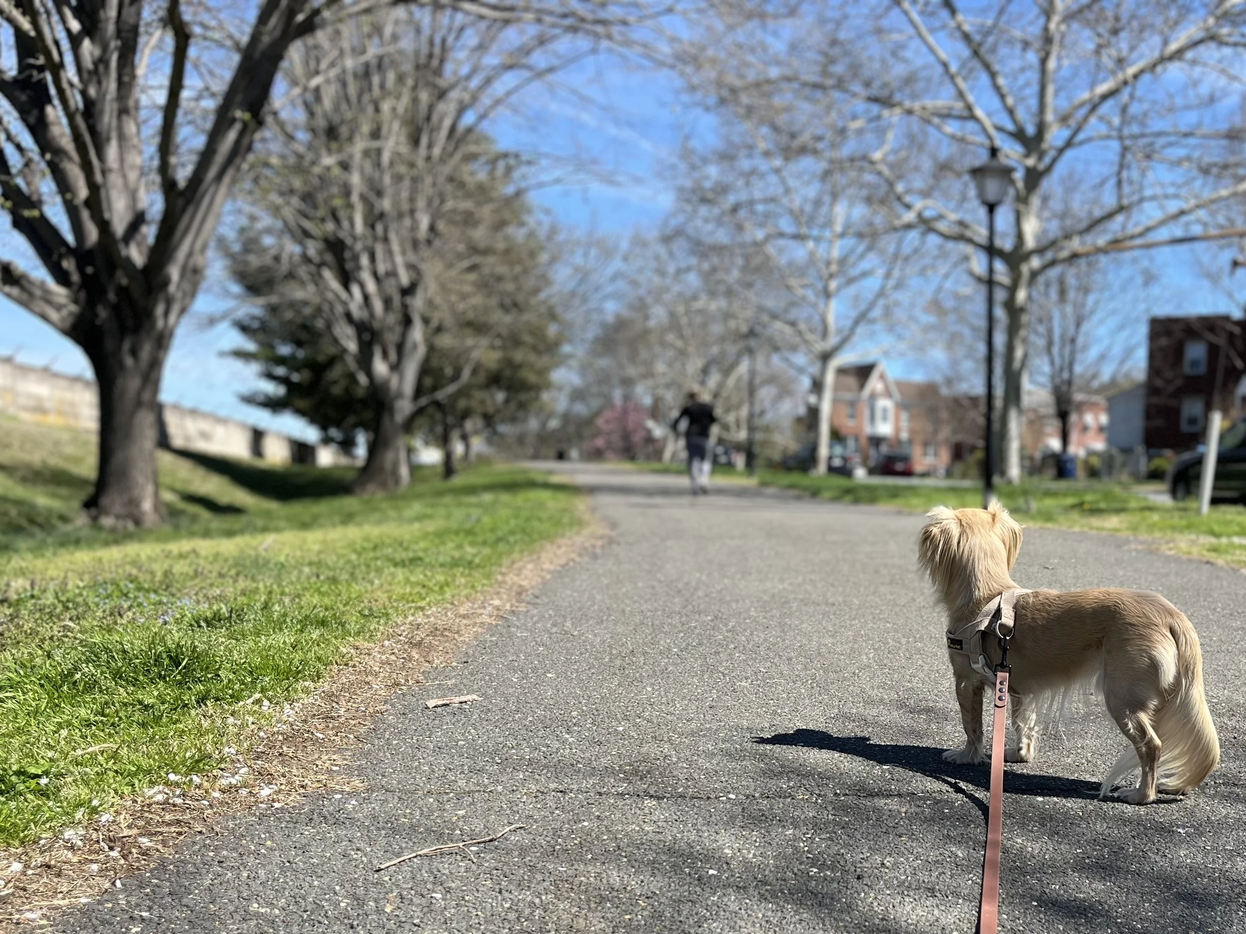 Dog on a wide path along a quieter stretch of Old Town Alexandria with open space ahead