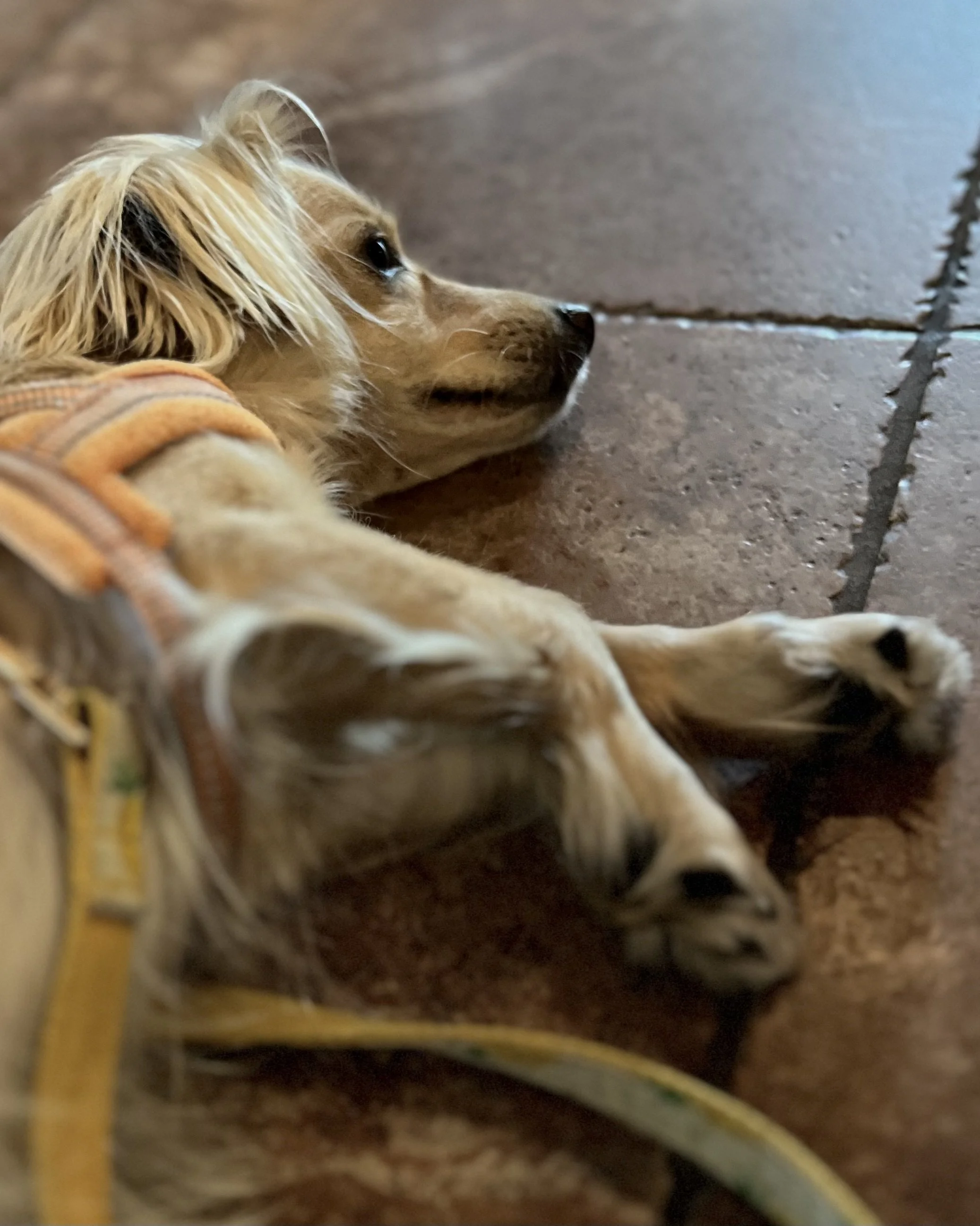 Small tan dog resting on a tile floor indoors, eyes open and watchful, showing alertness rather than deep rest.”