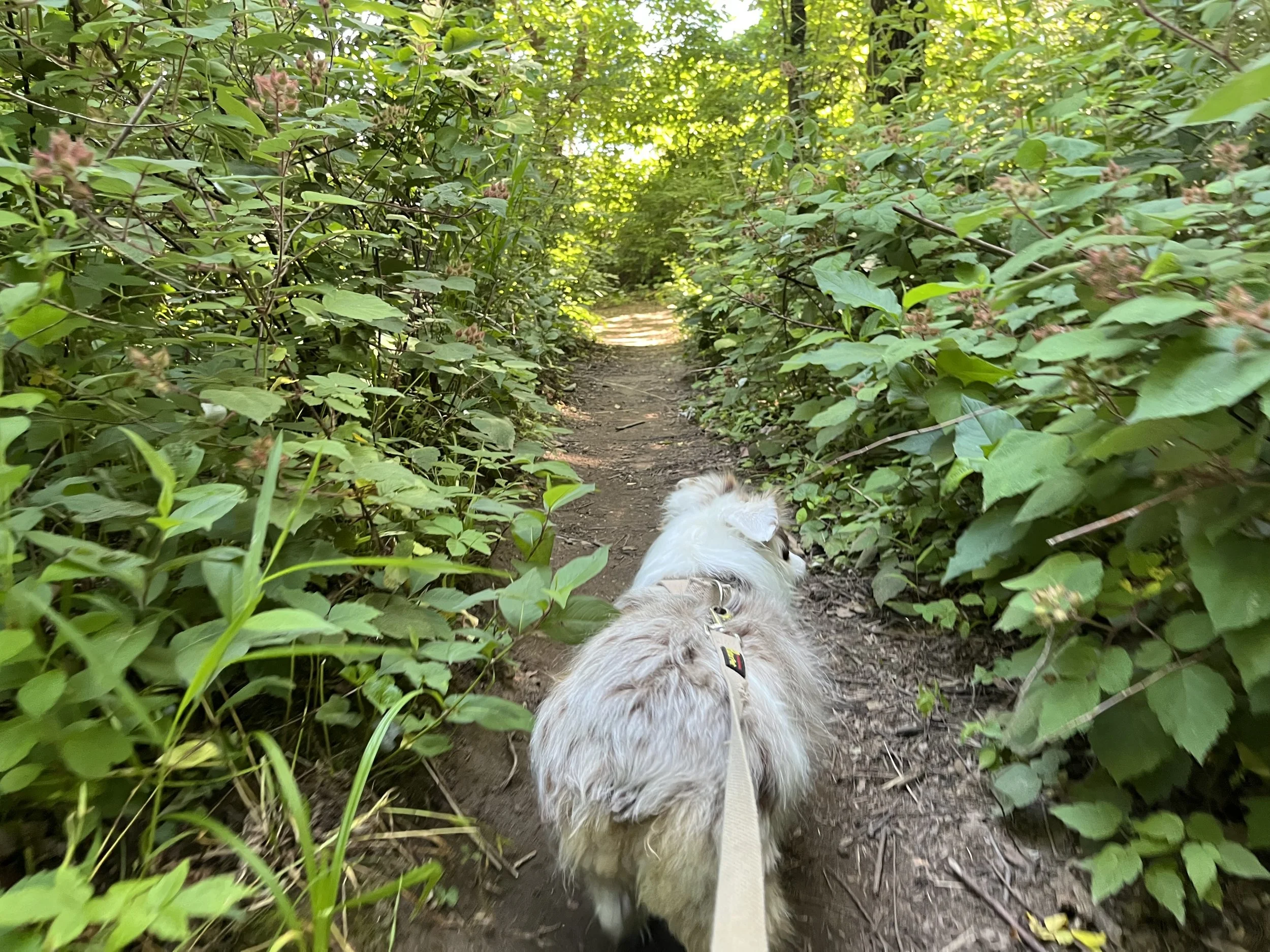 Archie walking along a narrow wooded trail surrounded by dense forest on Theodore Roosevelt Island in Washington, DC.