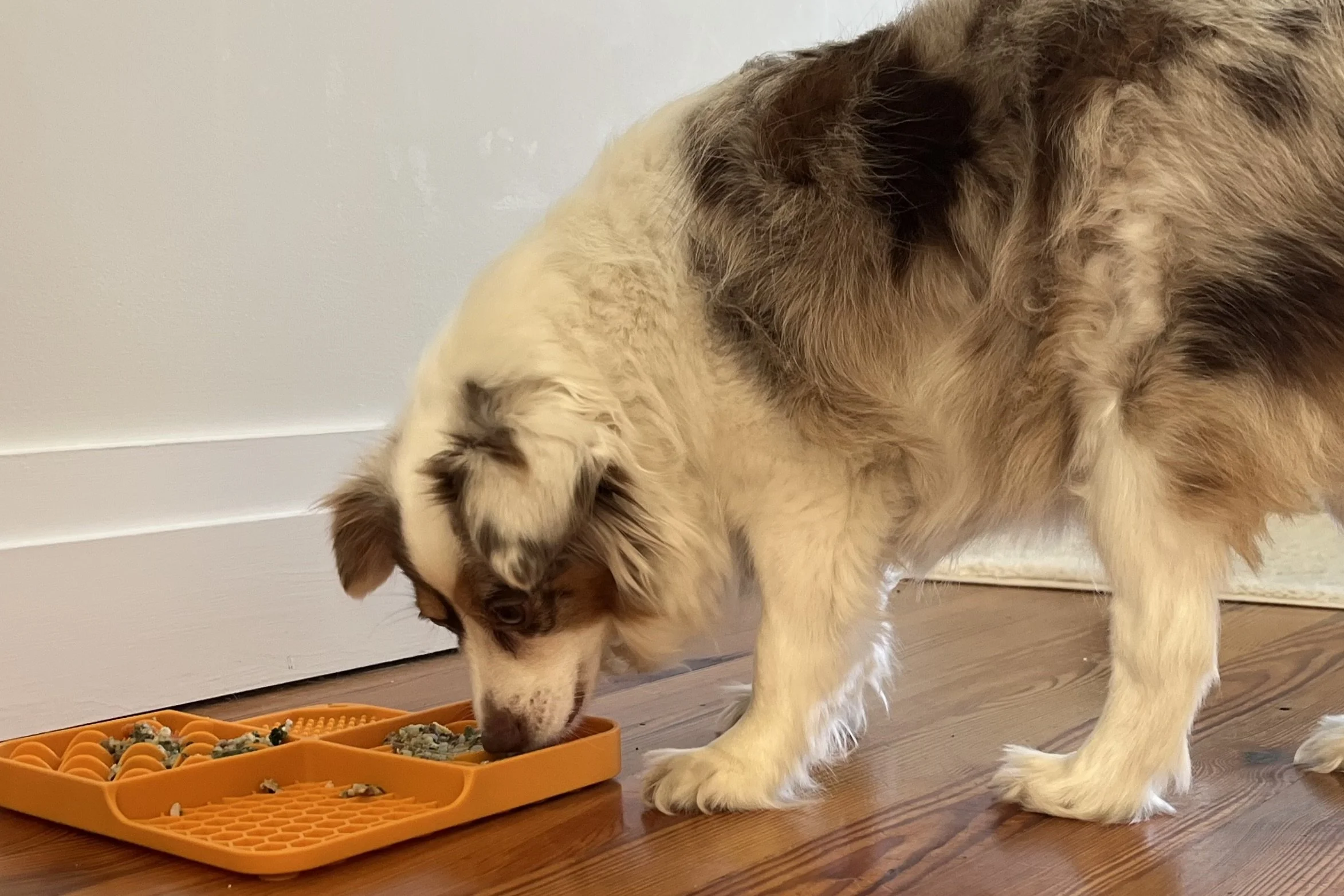 Small dog eating from an orange slow feeder mat indoors on a wooden floor, using enrichment activities to make mealtime more engaging.