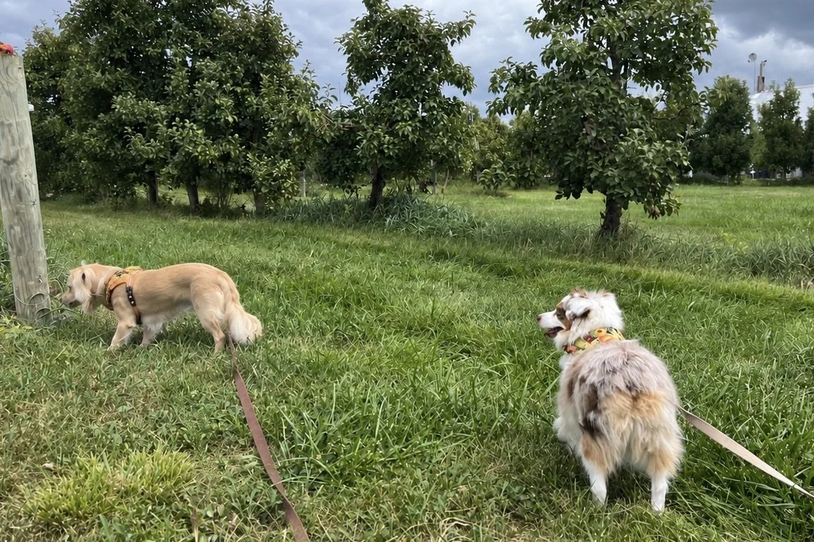 Archie and Saydie walking through the apple orchard at Mackintosh Fruit Farm in Berryville, Virginia.