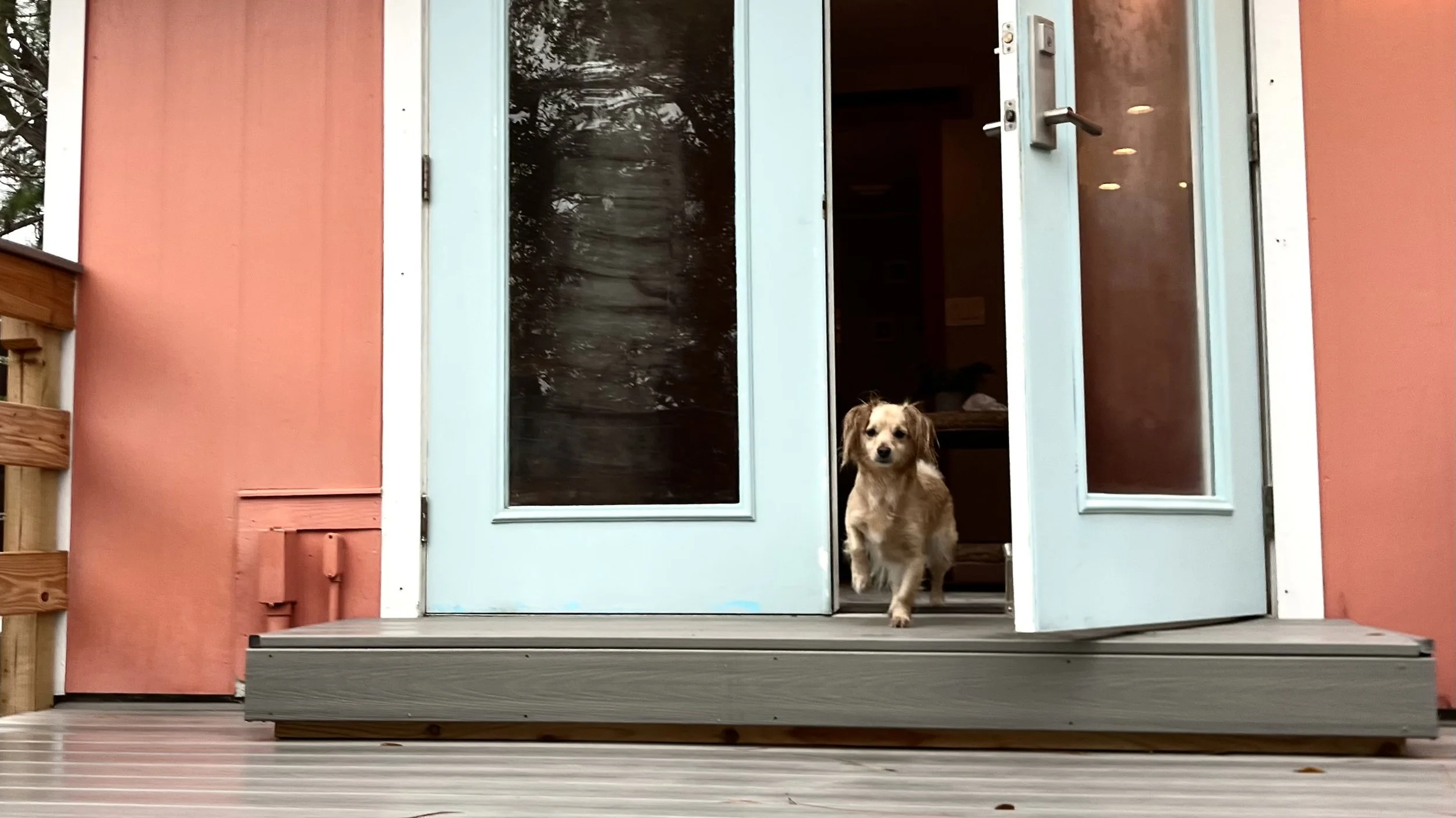 Small dog stepping out of a colorful vacation rental with open double doors — example of pet-friendly accommodations with easy outdoor access.