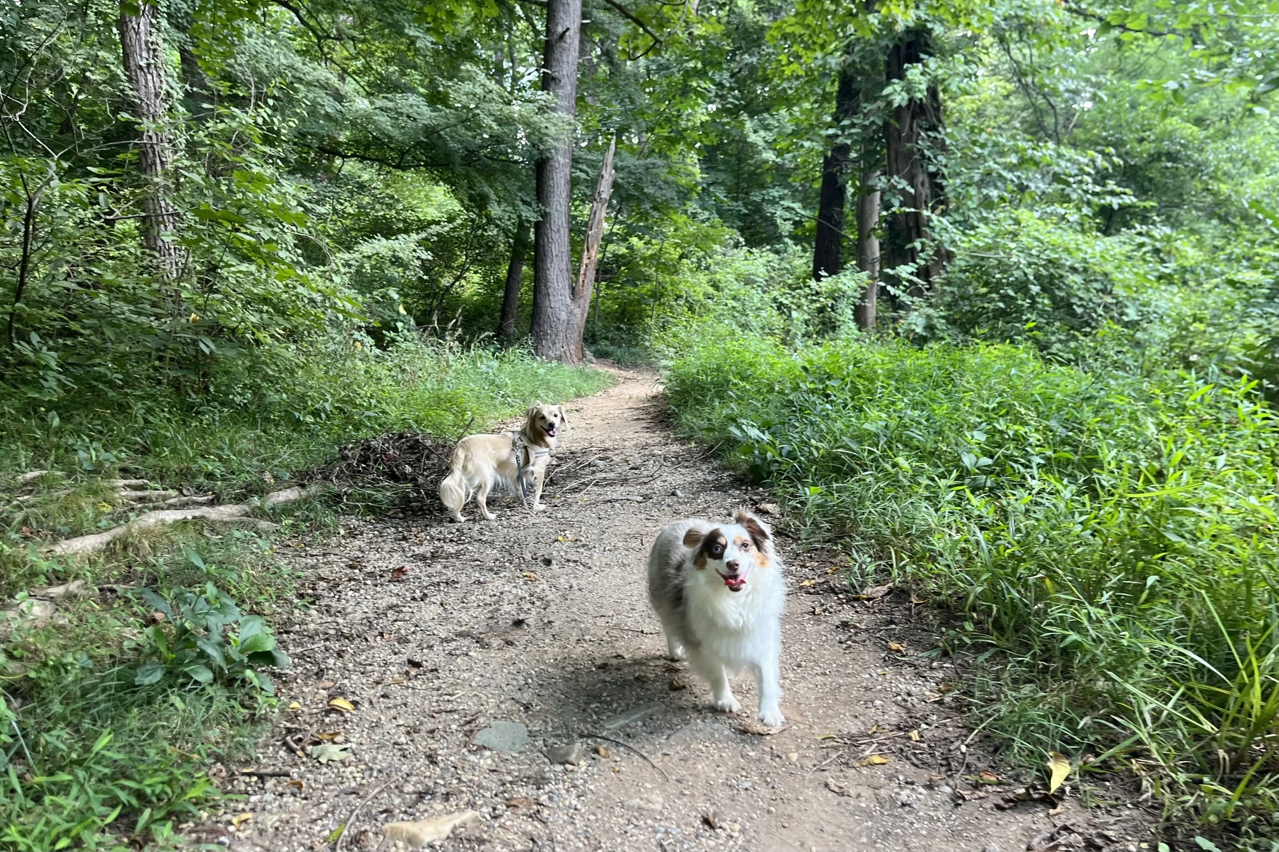 Two small dogs standing on a quiet wooded dirt trail surrounded by dense green trees near Washington, DC.