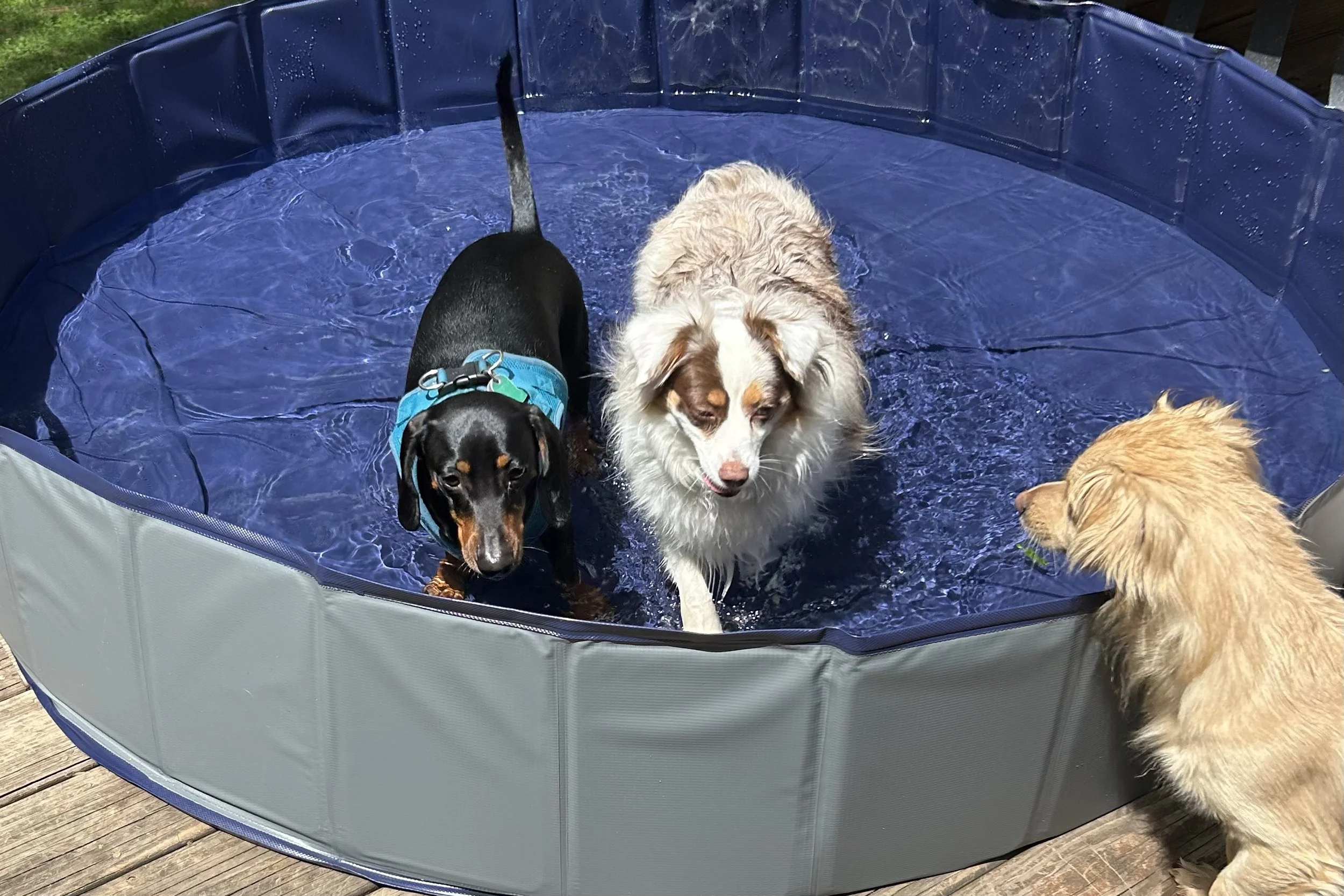 Three dogs standing in a blue kiddie pool outdoors during hot summer weather, cooling off in shallow water on a sunny deck.