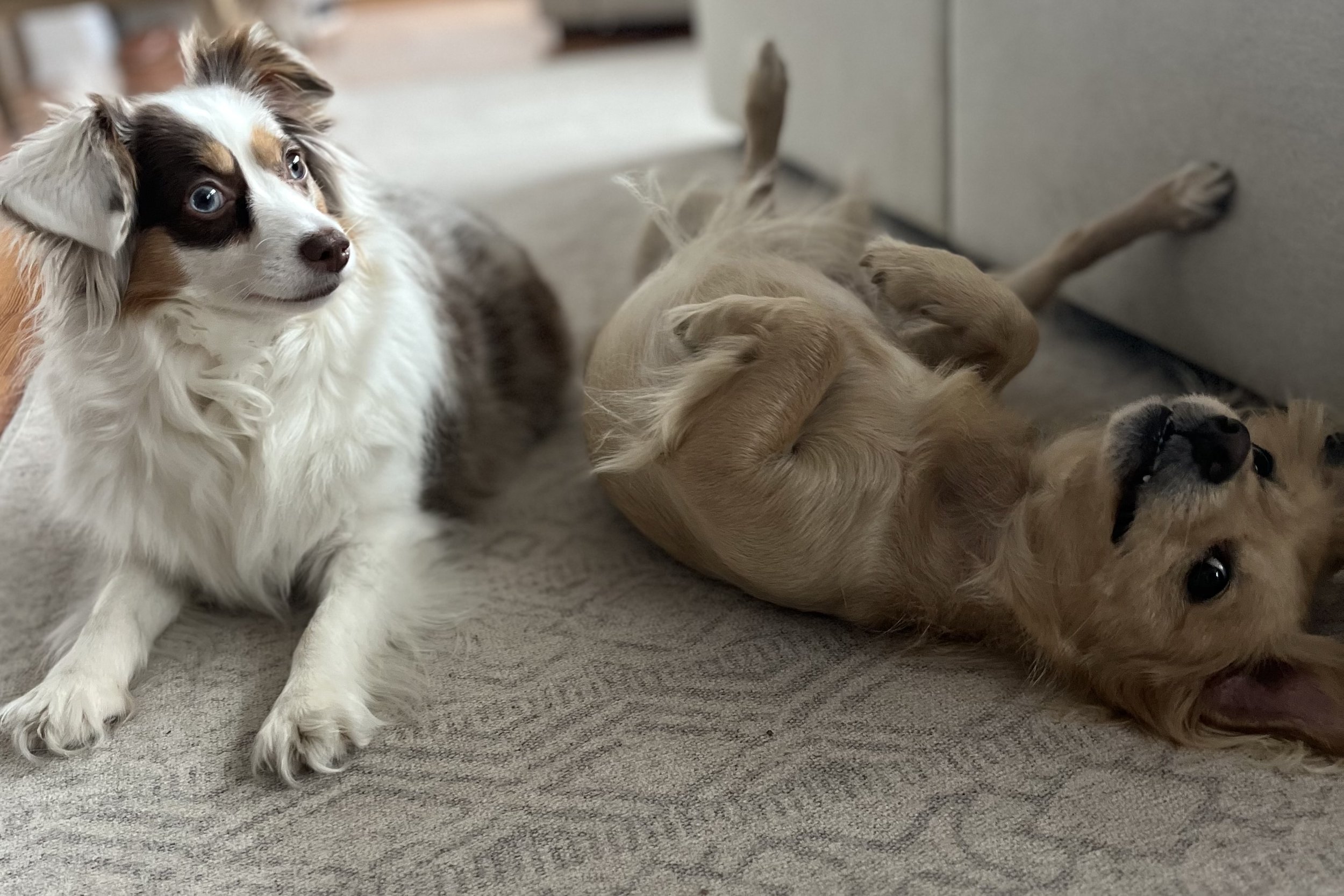 Two small dogs on a carpet indoors—one lying alert and watching the room, while the other is on its back with paws up, relaxed and fully settled.