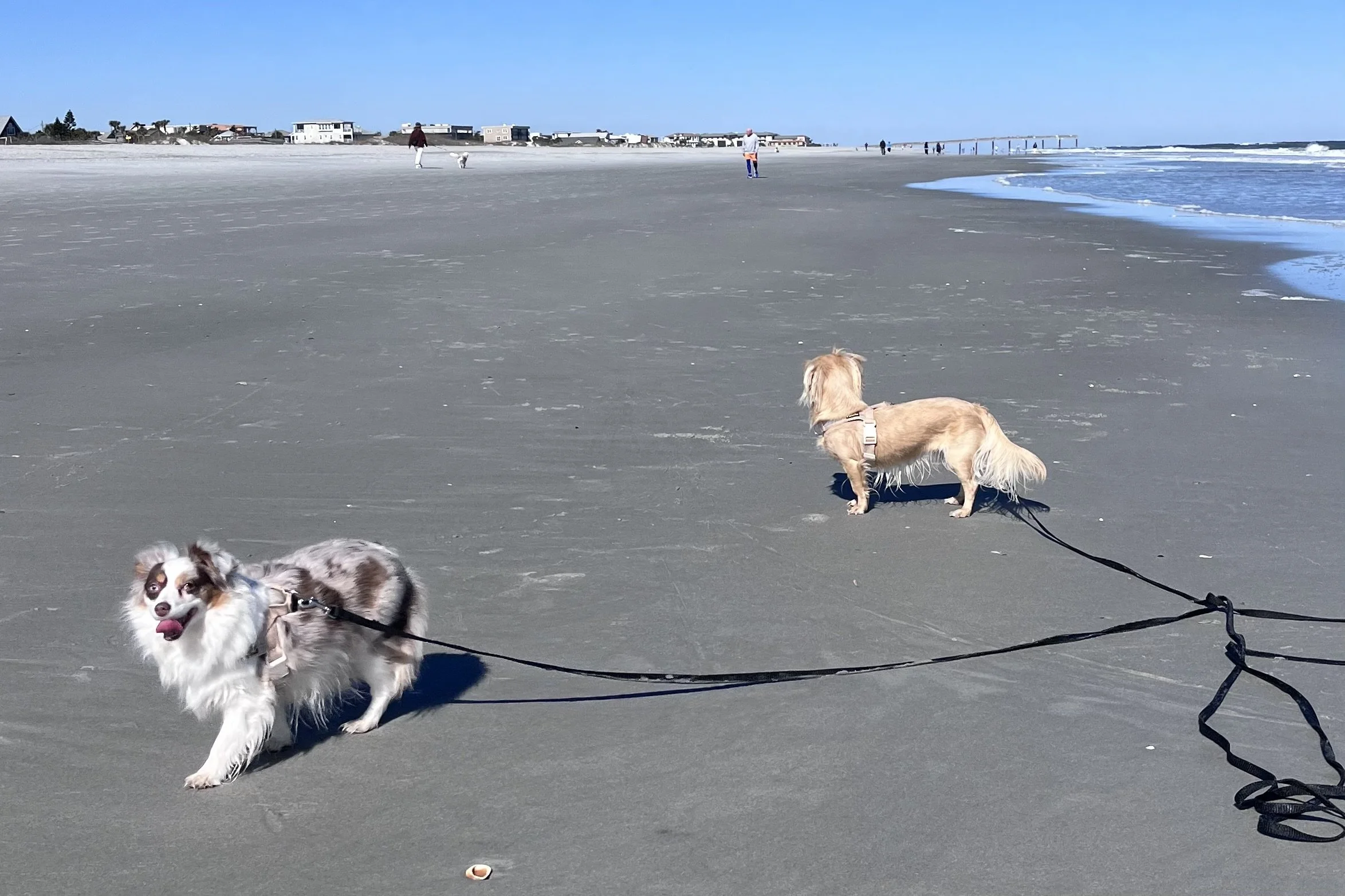 Small dogs running along the beach on a long leash, exploring freely during a coastal walk.