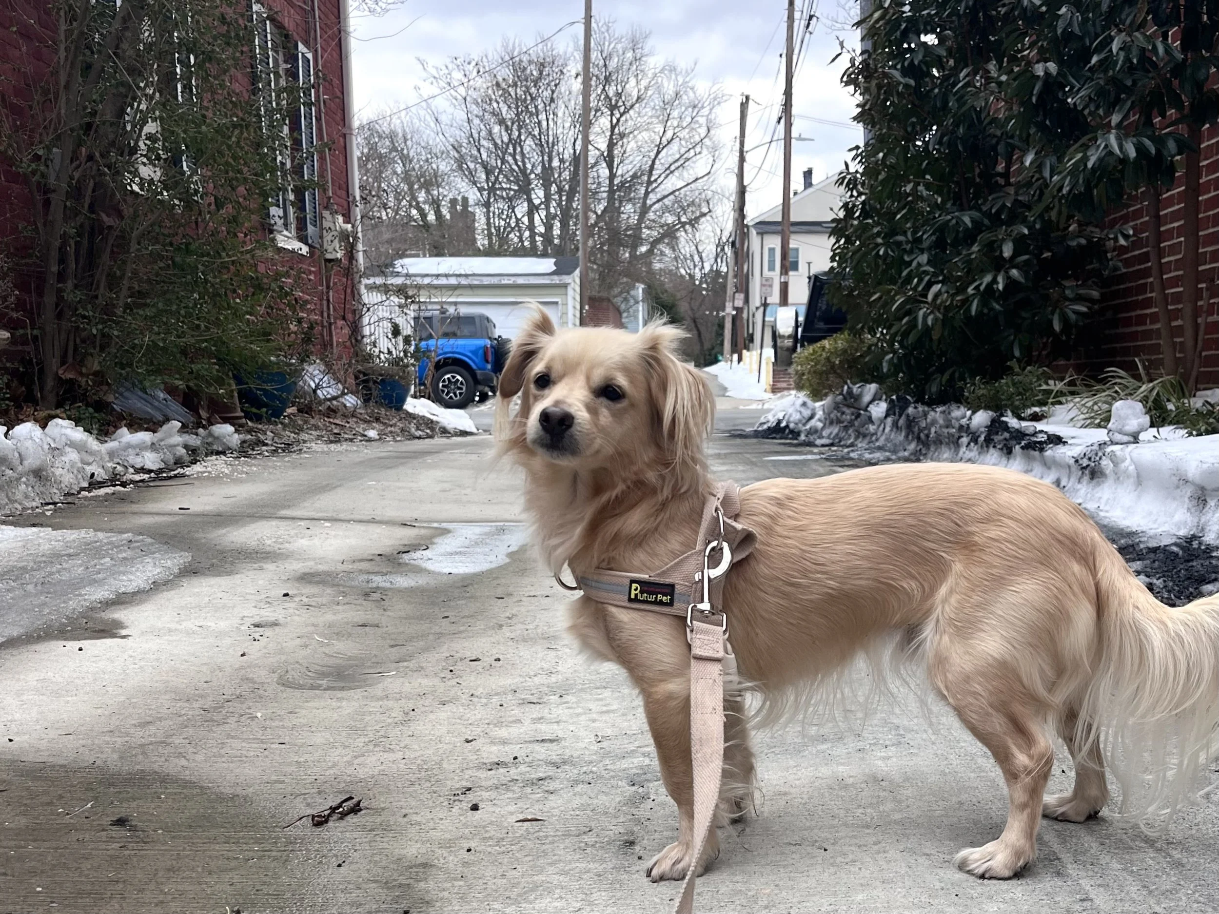 Dog walking along a quieter path near trees, beginning to lower its head and explore.