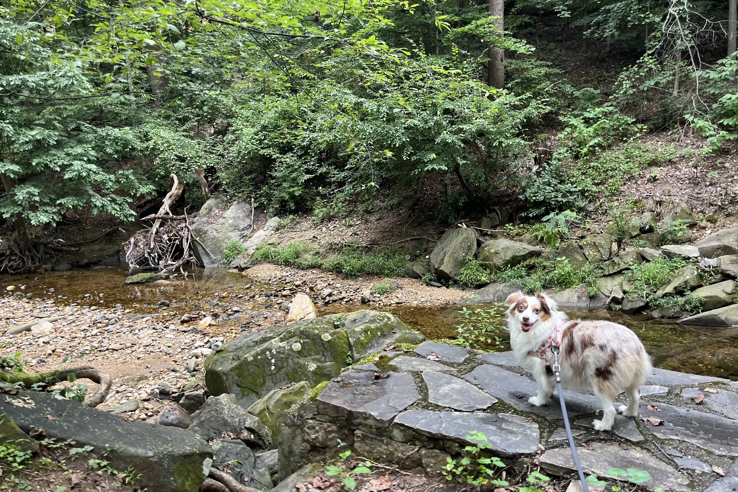 Saydie standing on a stone ledge beside a shallow stream surrounded by dense green woods at Glencarlyn Park.