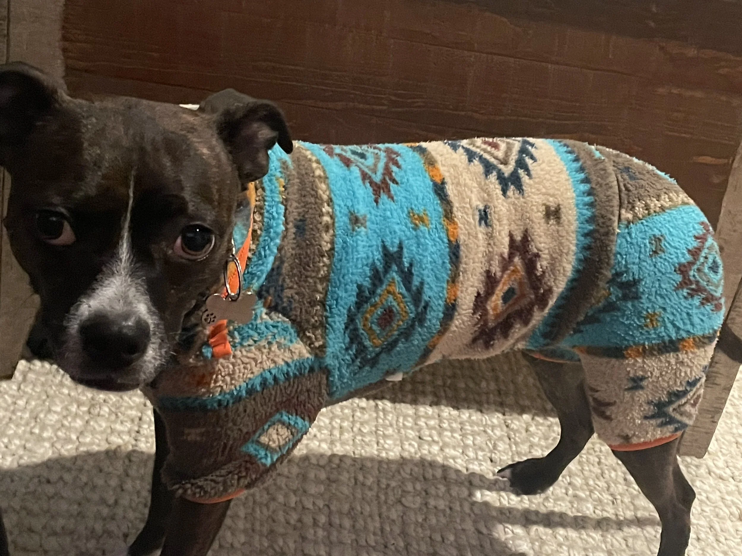 “Black dog wearing a patterned fleece jacket indoors, standing on a rug.