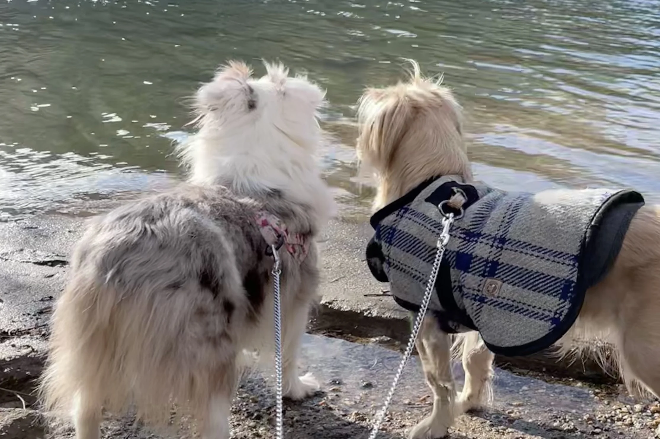 Archie and Saydie looking out over the shoreline at Mason Neck State Park near Washington, DC.