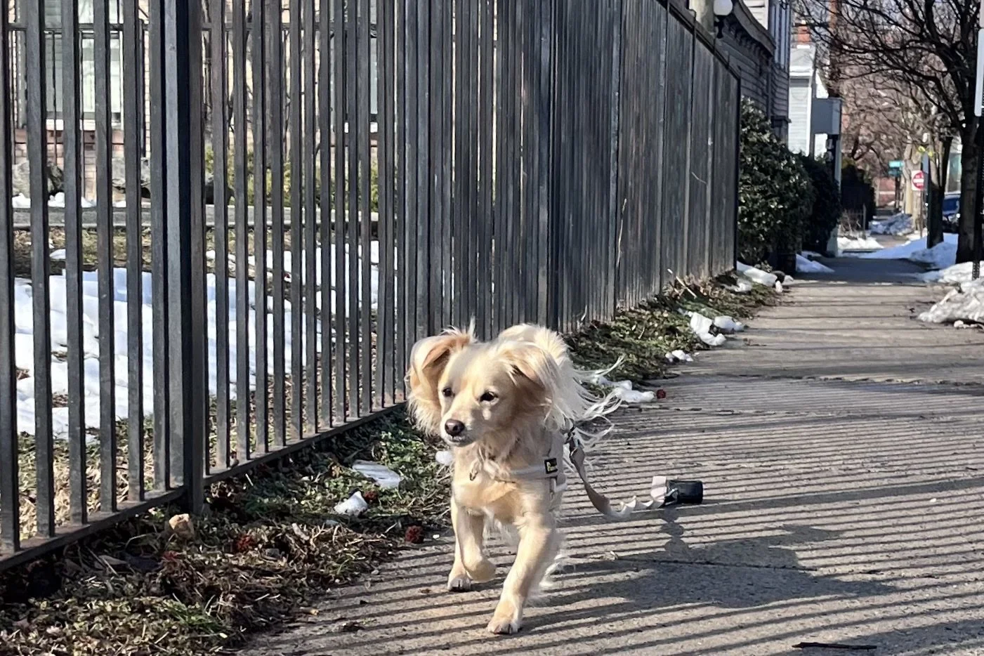 Small dog walking along a sidewalk beside a fence during a travel day.