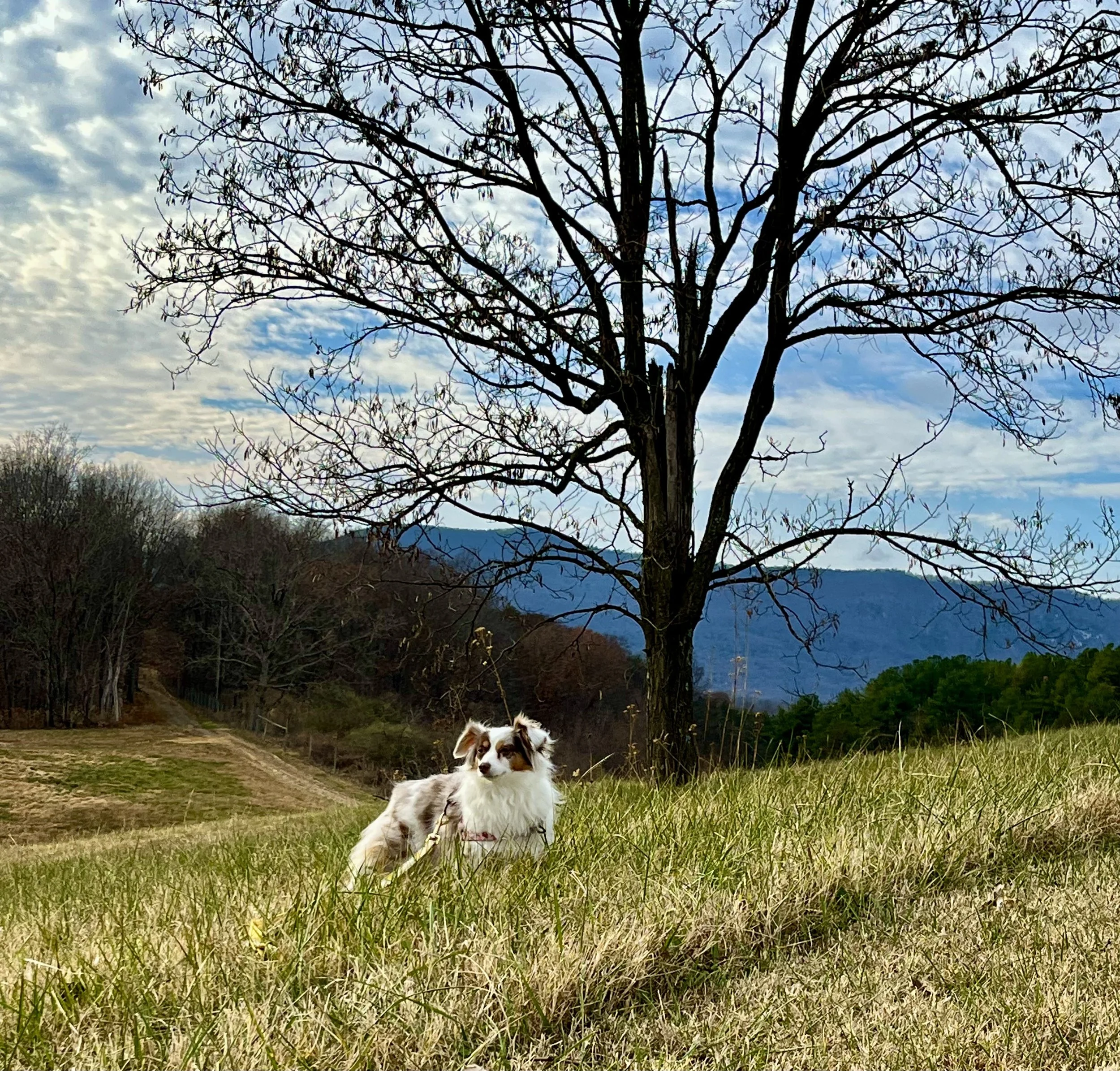 Saydie the dog overlooking rolling hills and open countryside at Great Valley Winery in Virginia’s Shenandoah Valley.