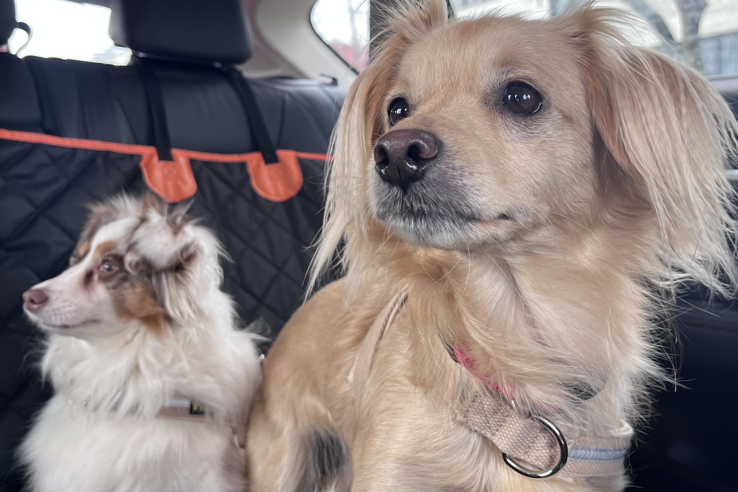 Two small dogs riding in the back seat of a car during a dog-friendly weekend trip from Alexandria Virginia.