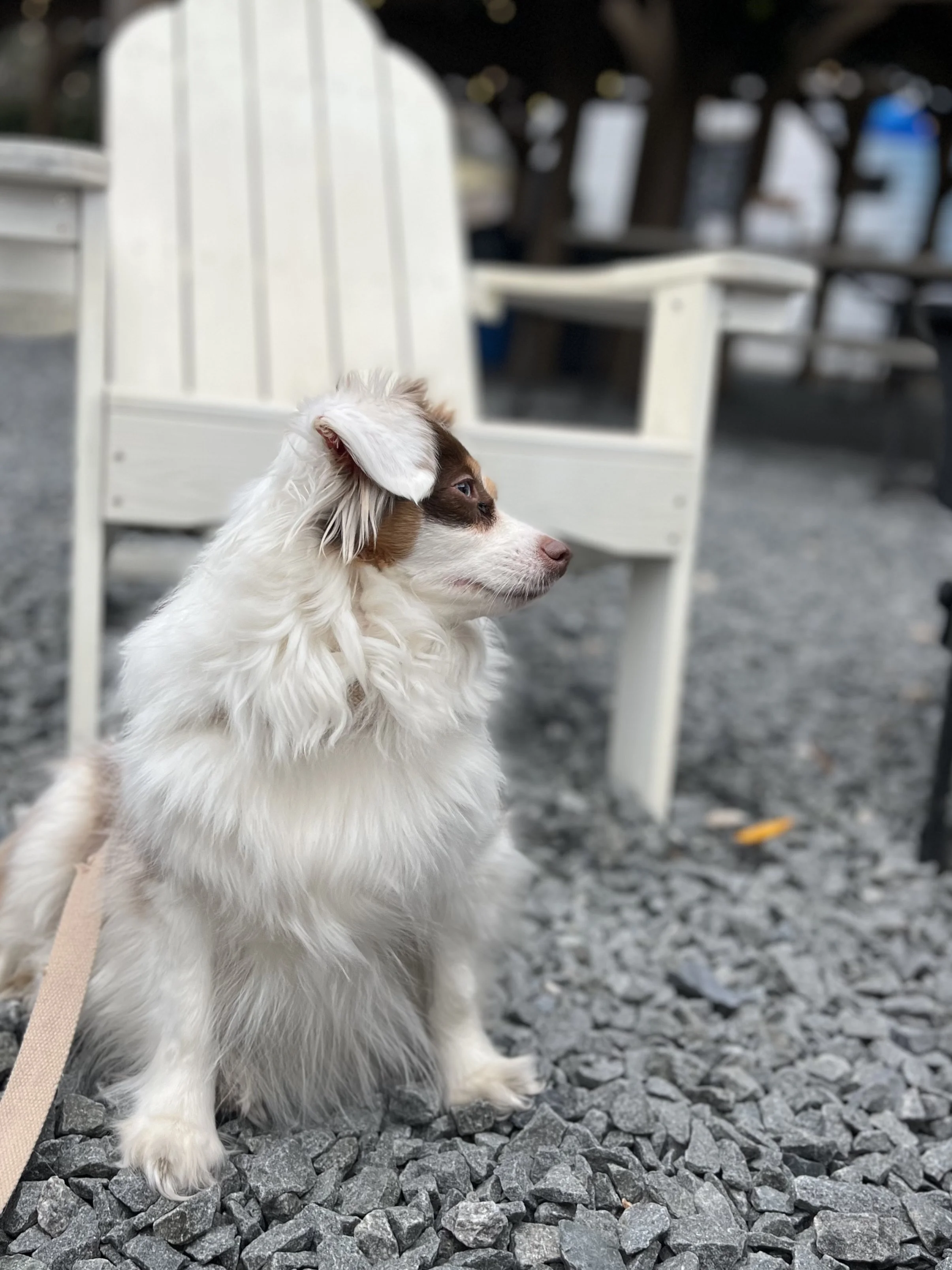 Toy Australian Shepherd sitting on a gravel patio beside a white Adirondack chair, watching activity nearby at an outdoor seating area.
