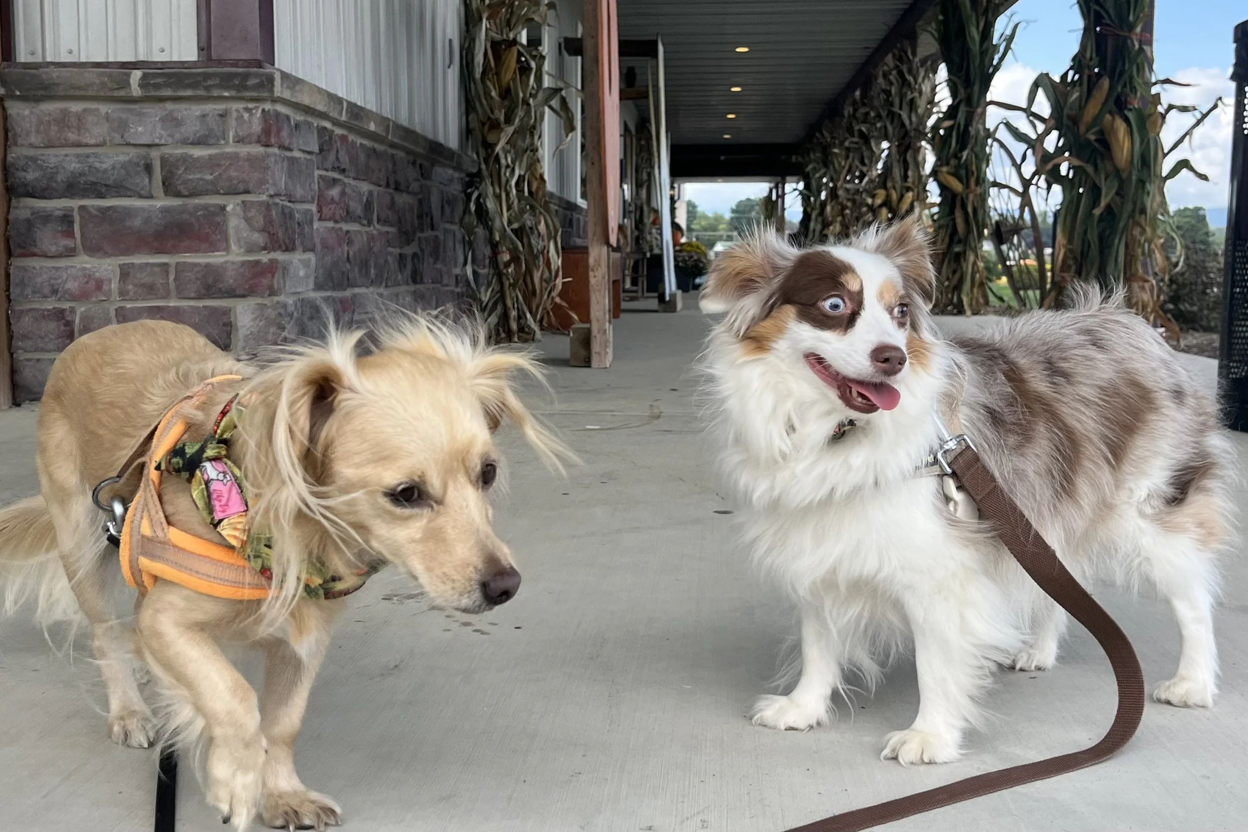 Archie and Saydie outside West Oaks Farm Market in Winchester, Virginia.