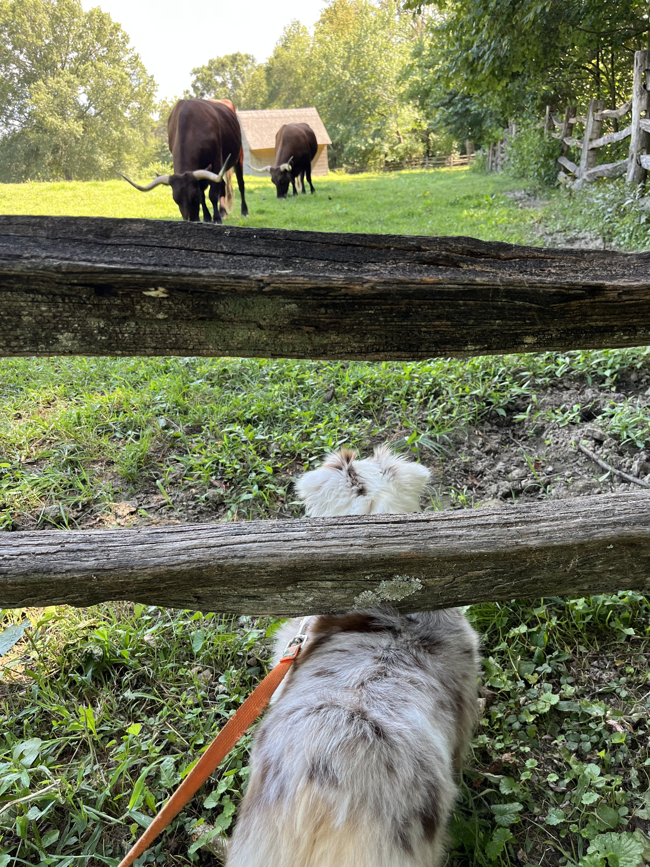 Saydie watching the heritage cattle at the historic farm at George Washington's Mount Vernon in Virginia.