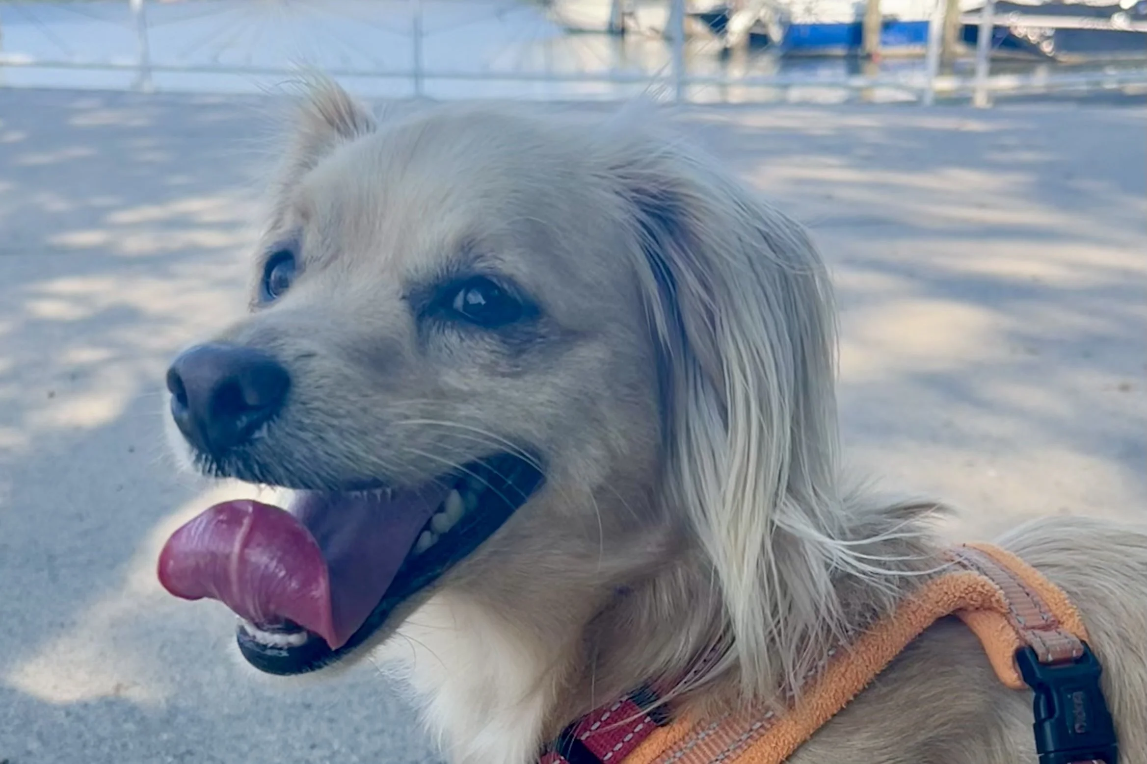 Small dog resting after a neighborhood walk along the Old Town Alexandria waterfront.