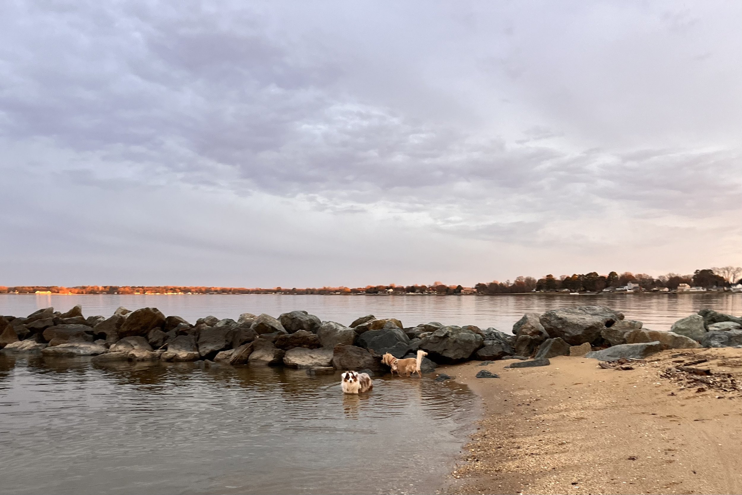 Two small dogs walking along a quiet shoreline with open space and calm water, showing a low-stimulation environment