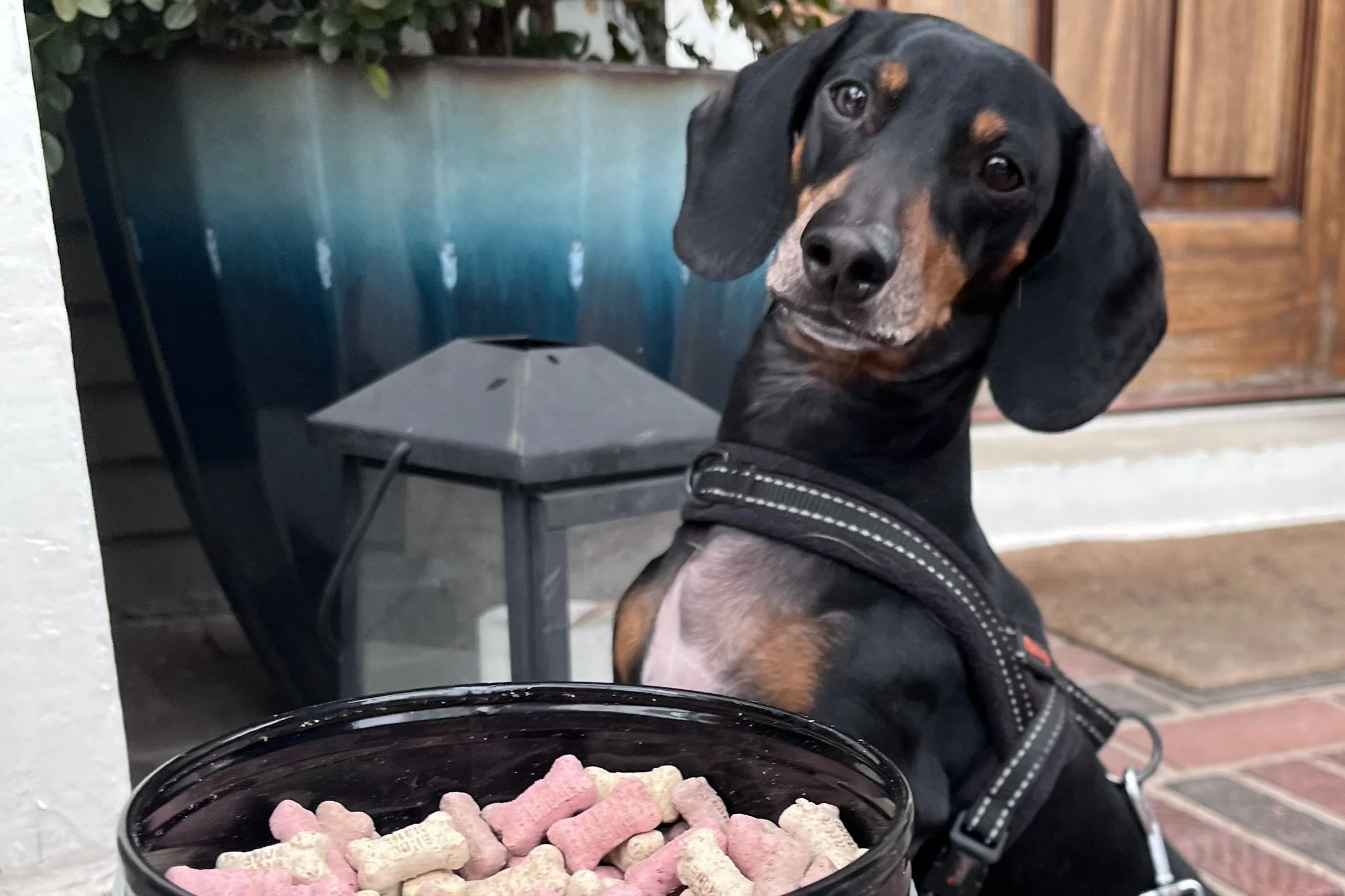 Small dog looking at a bowl of dog biscuits during a neighborhood walk in Old Town Alexandria.