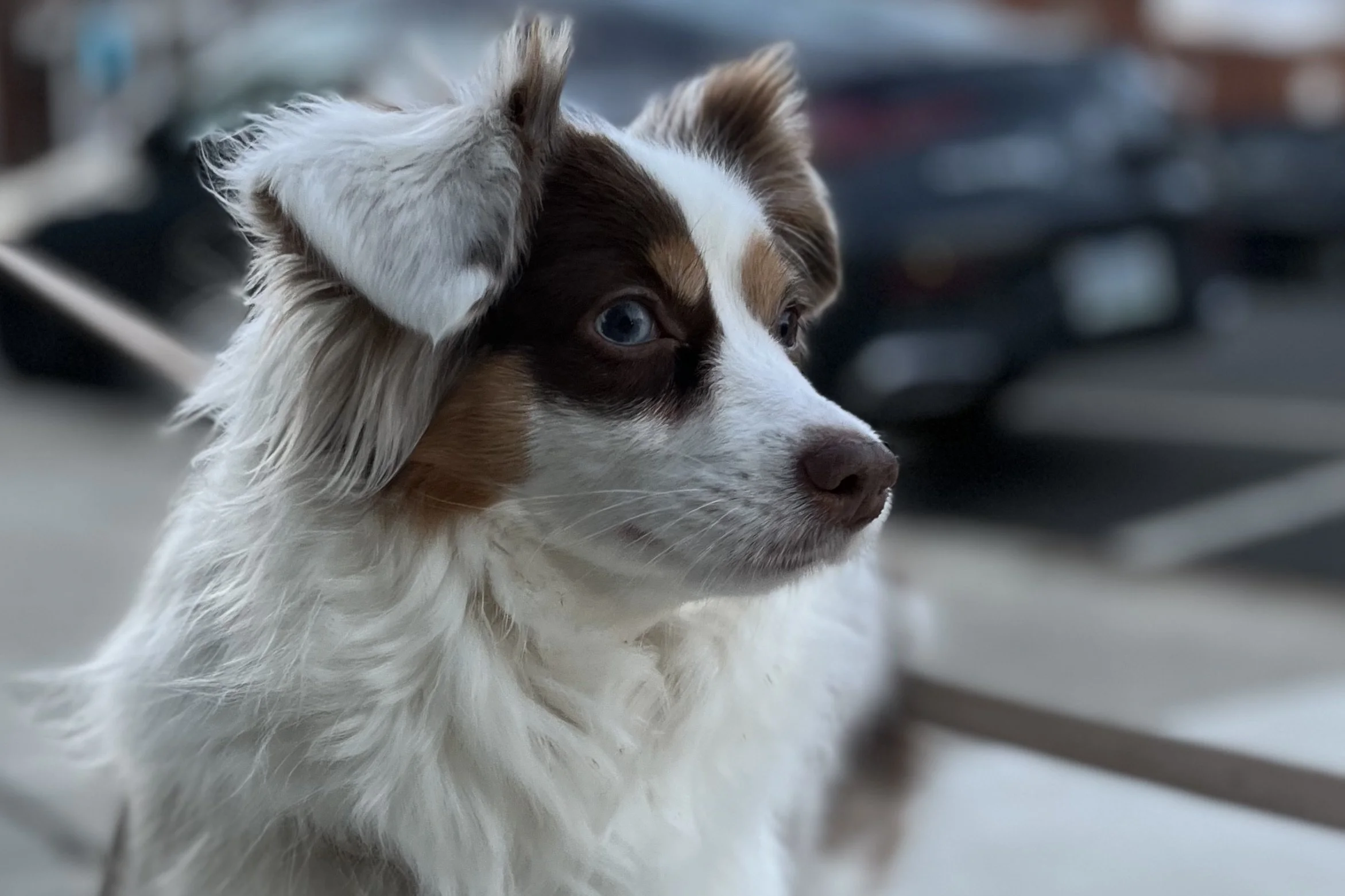 Small Australian Shepherd standing alert on a sidewalk during a walk, watching the environment carefully before continuing.
