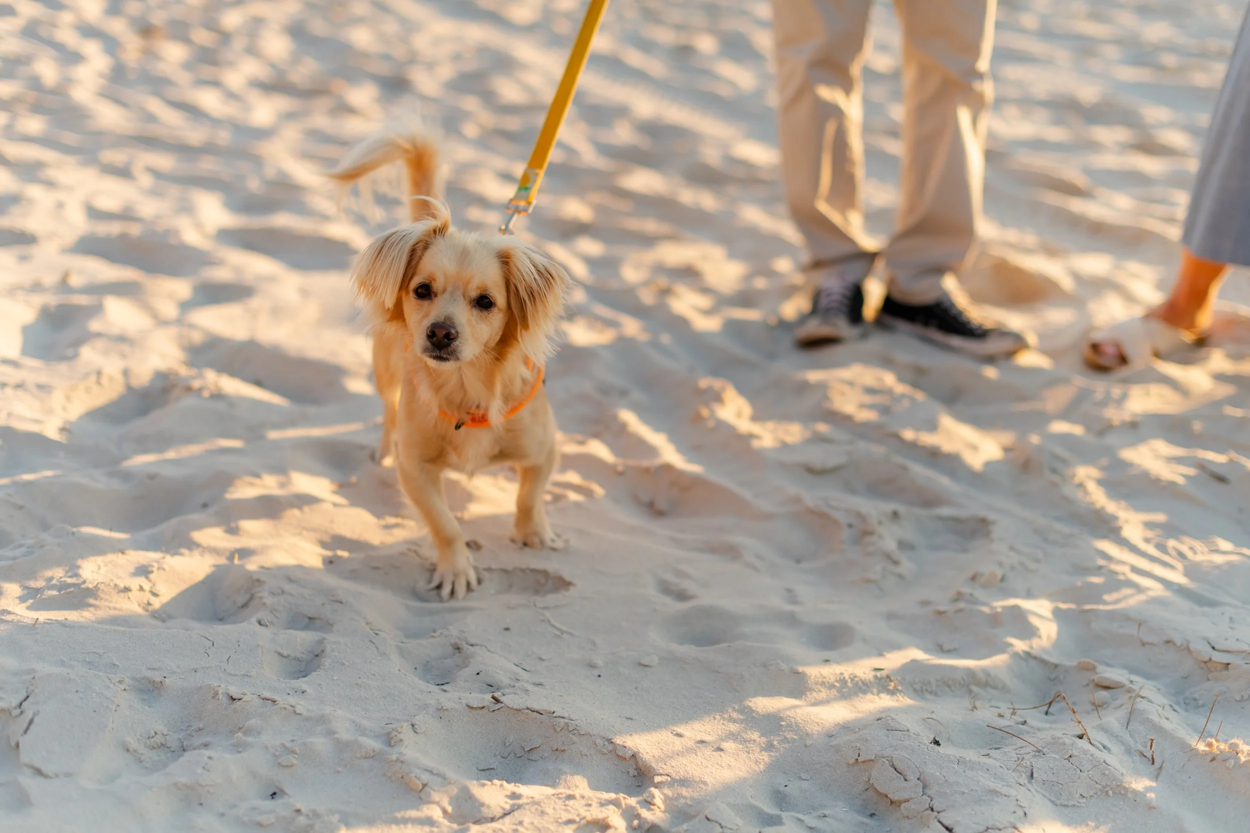 Small tan dog standing on sand with a leash attached, with people’s legs visible in the background.