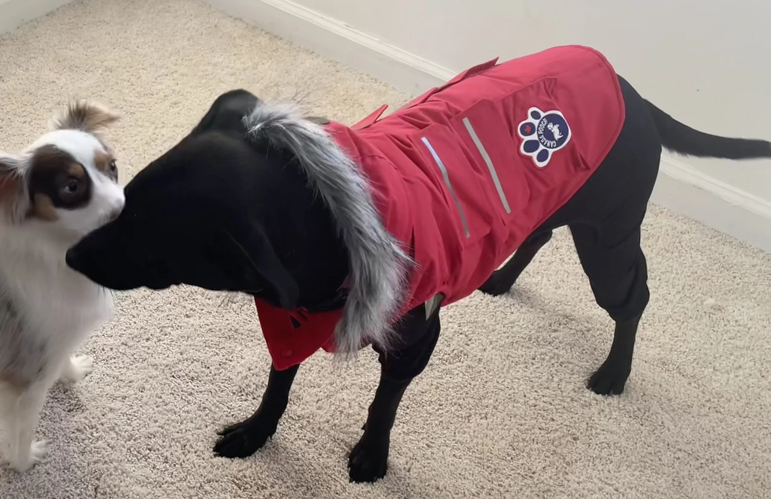 Warm red dog winter coat with structured fit for cold-weather walks.