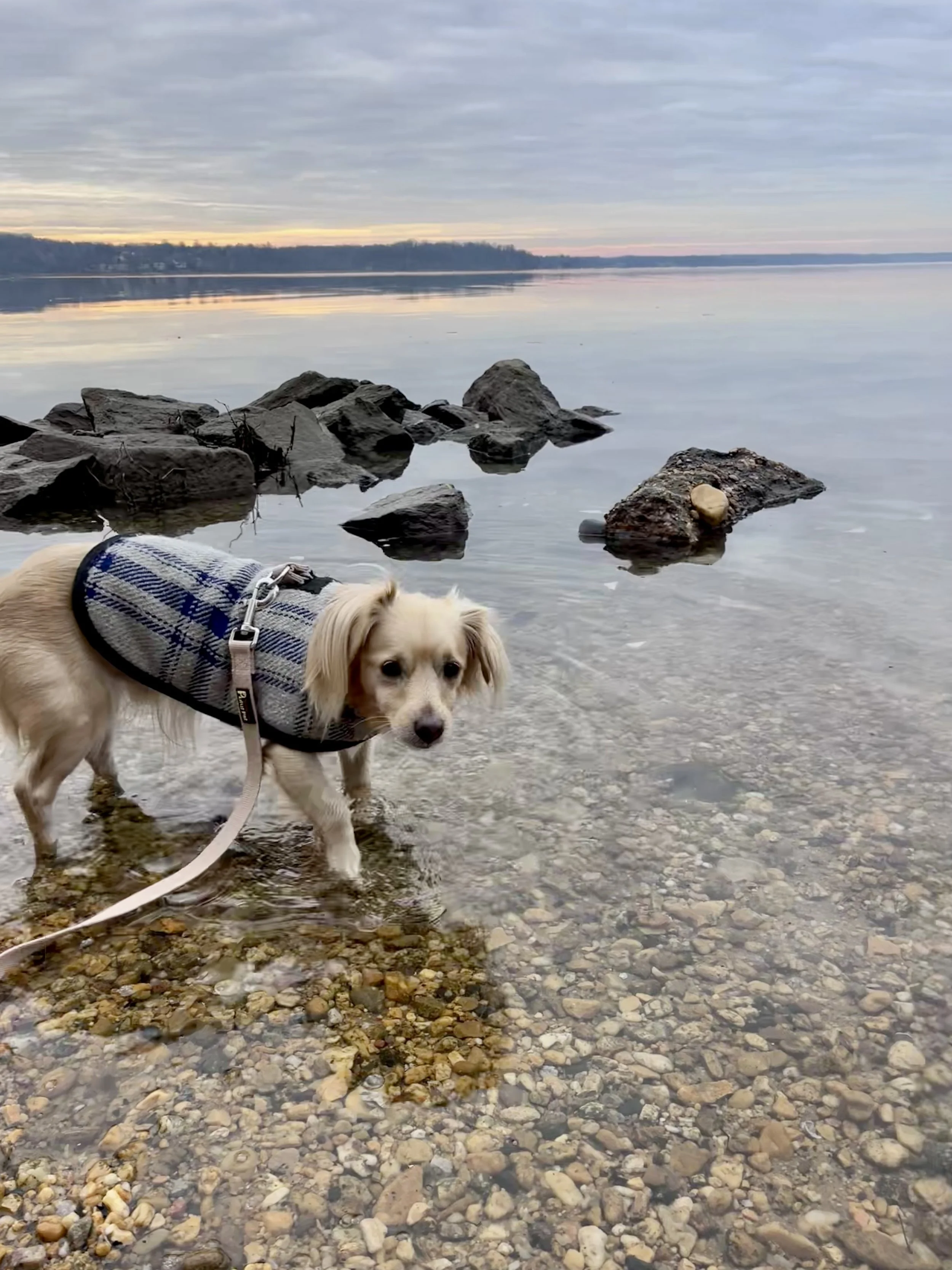A leashed dog standing in shallow, clear water at the edge of the Potomac River near Jones Point Lighthouse, with rocks and a calm shoreline in the background.