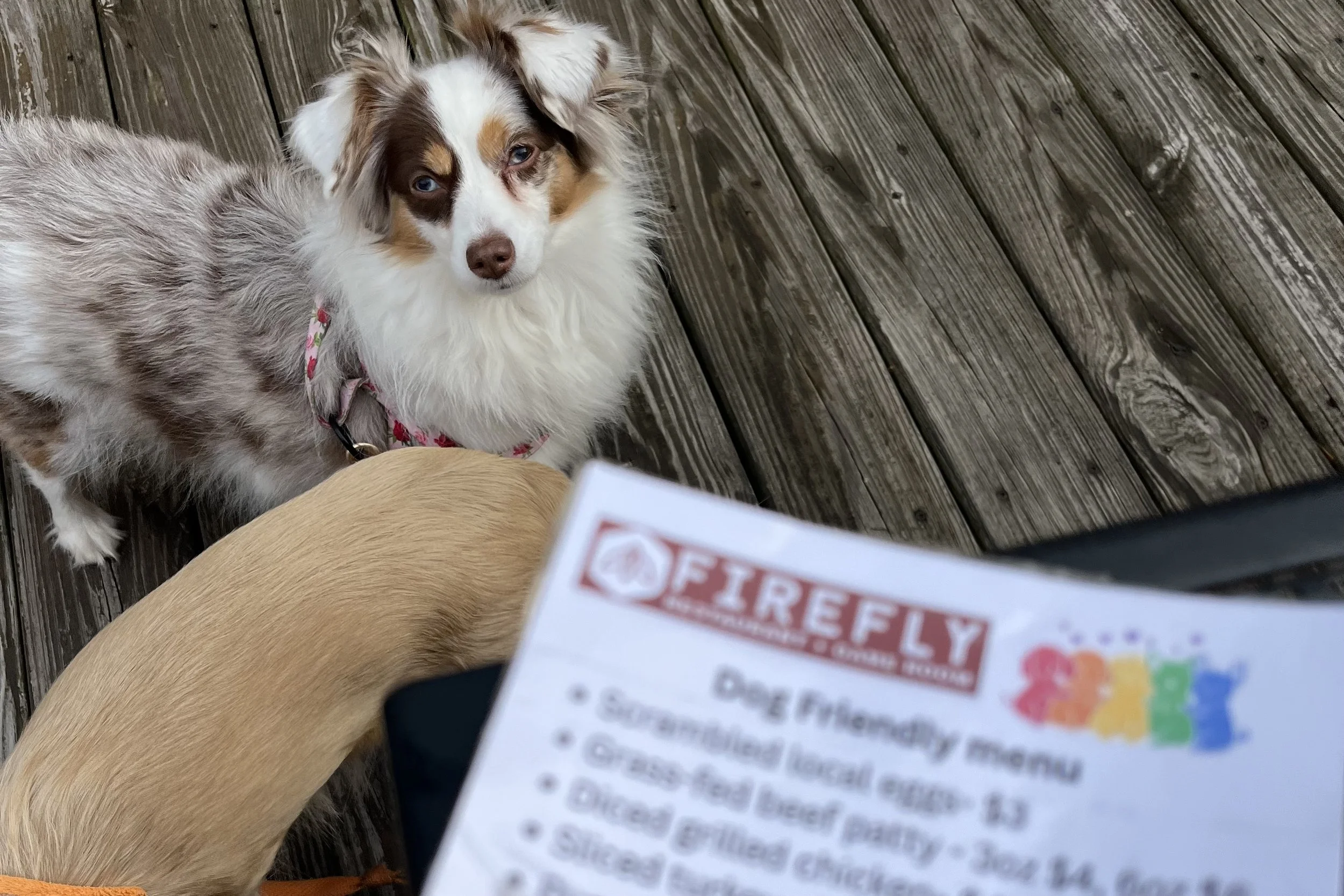 Archie and Saydie beside Firefly’s dog-friendly menu on the outdoor patio in Charlottesville.