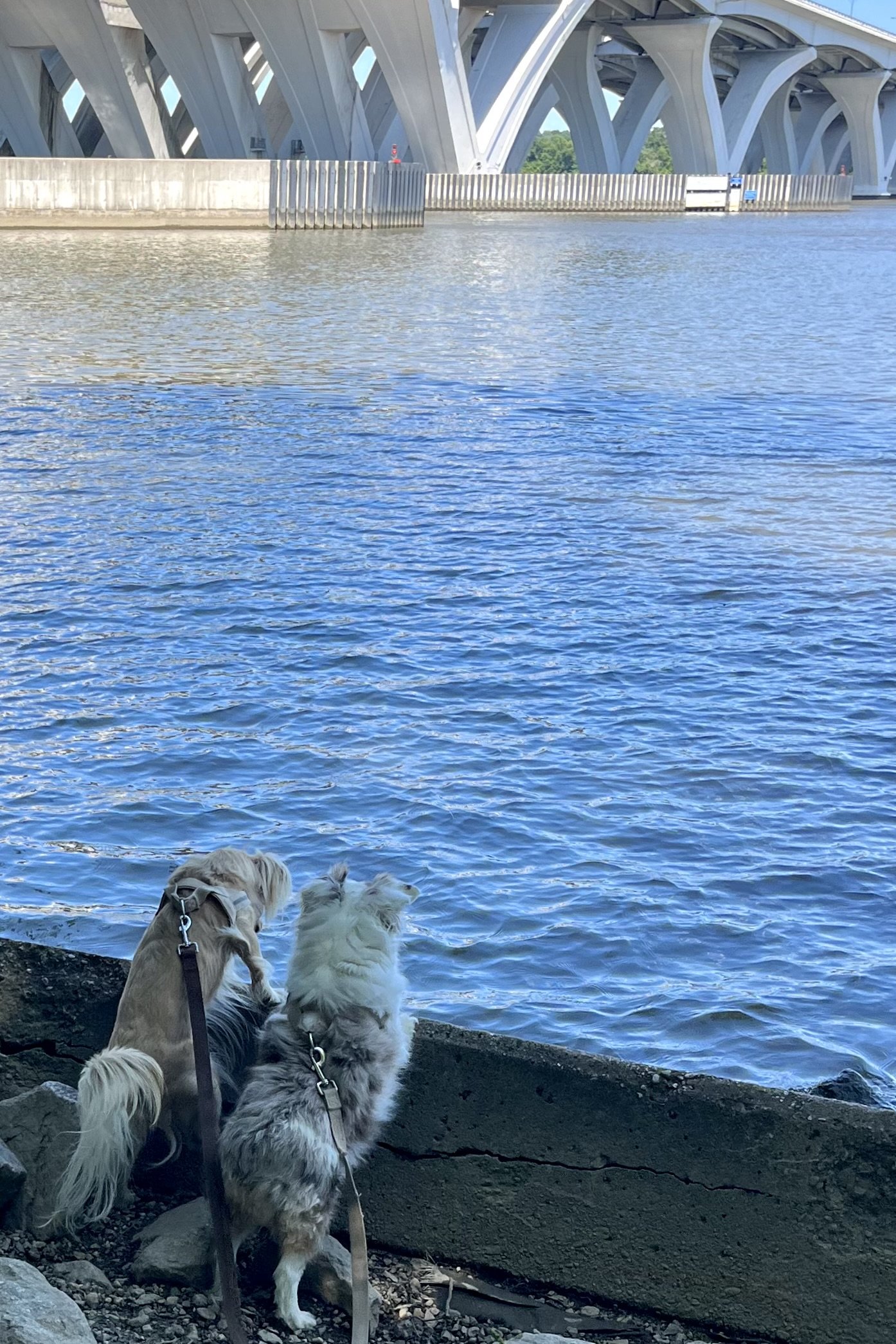 Archie and Saydie looking out at the Potomac River beneath the Woodrow Wilson Bridge at Jones Point Park in Alexandria, Virginia.