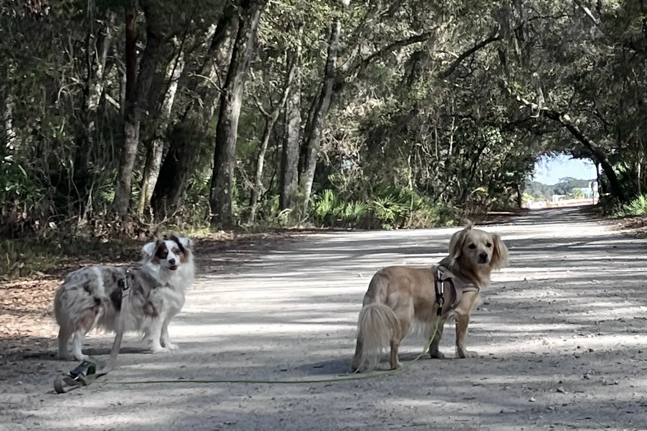Two small dogs standing on a shaded tree-lined road during a summer walk beneath a canopy of trees.