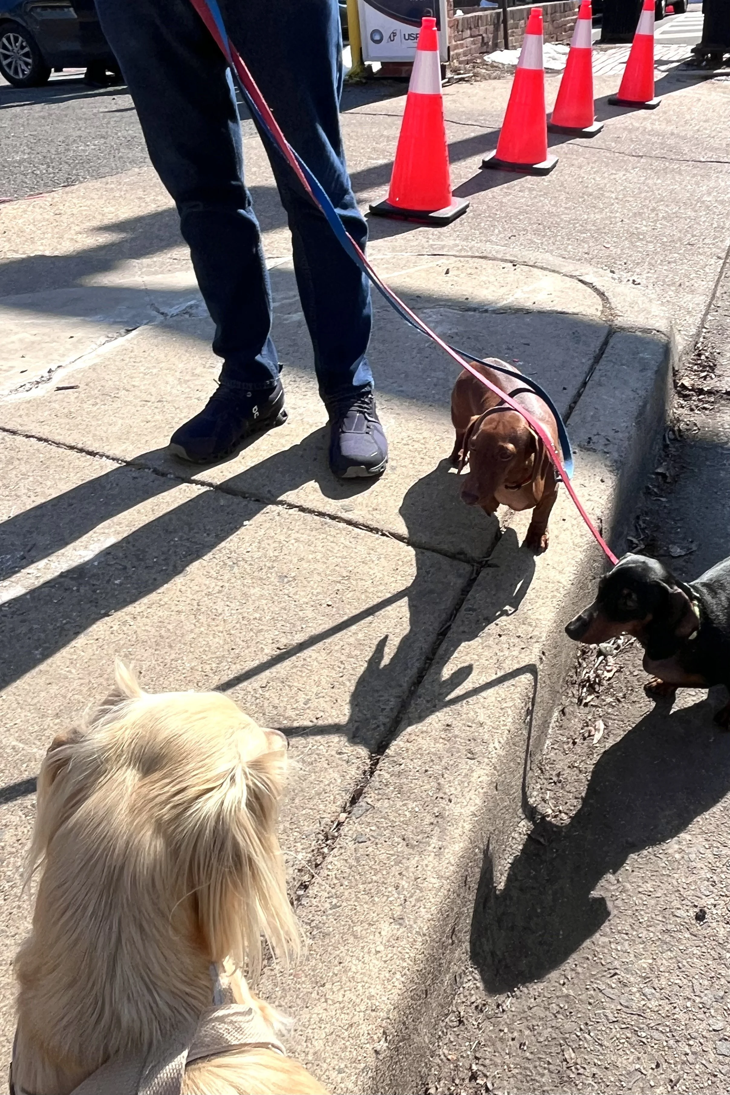 Dog walking on leash in a high-traffic sidewalk area with other dogs and people nearby.