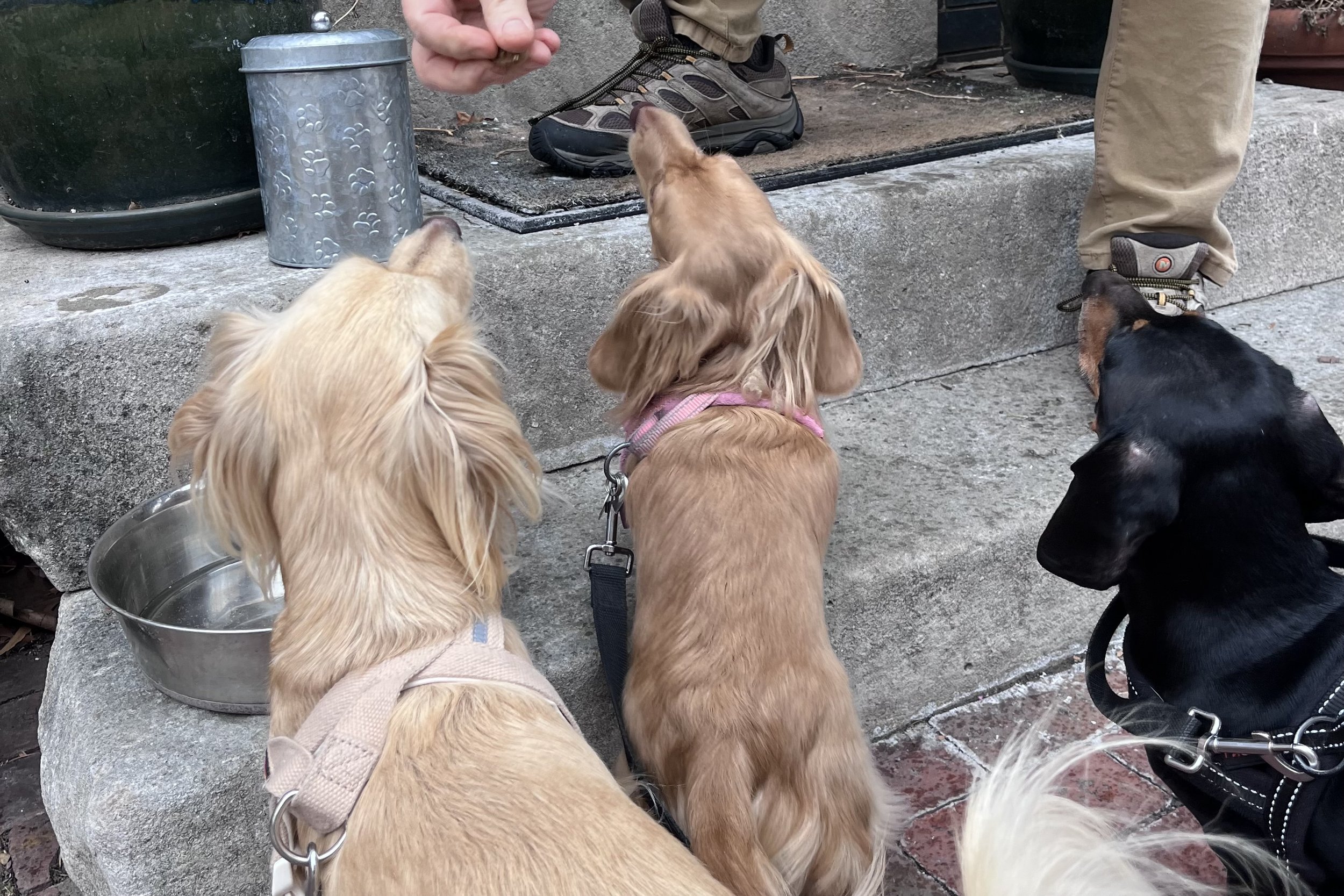Three small dogs sitting together on brick steps while receiving treats from a person, showing everyday dog-friendly culture in Old Town Alexandria