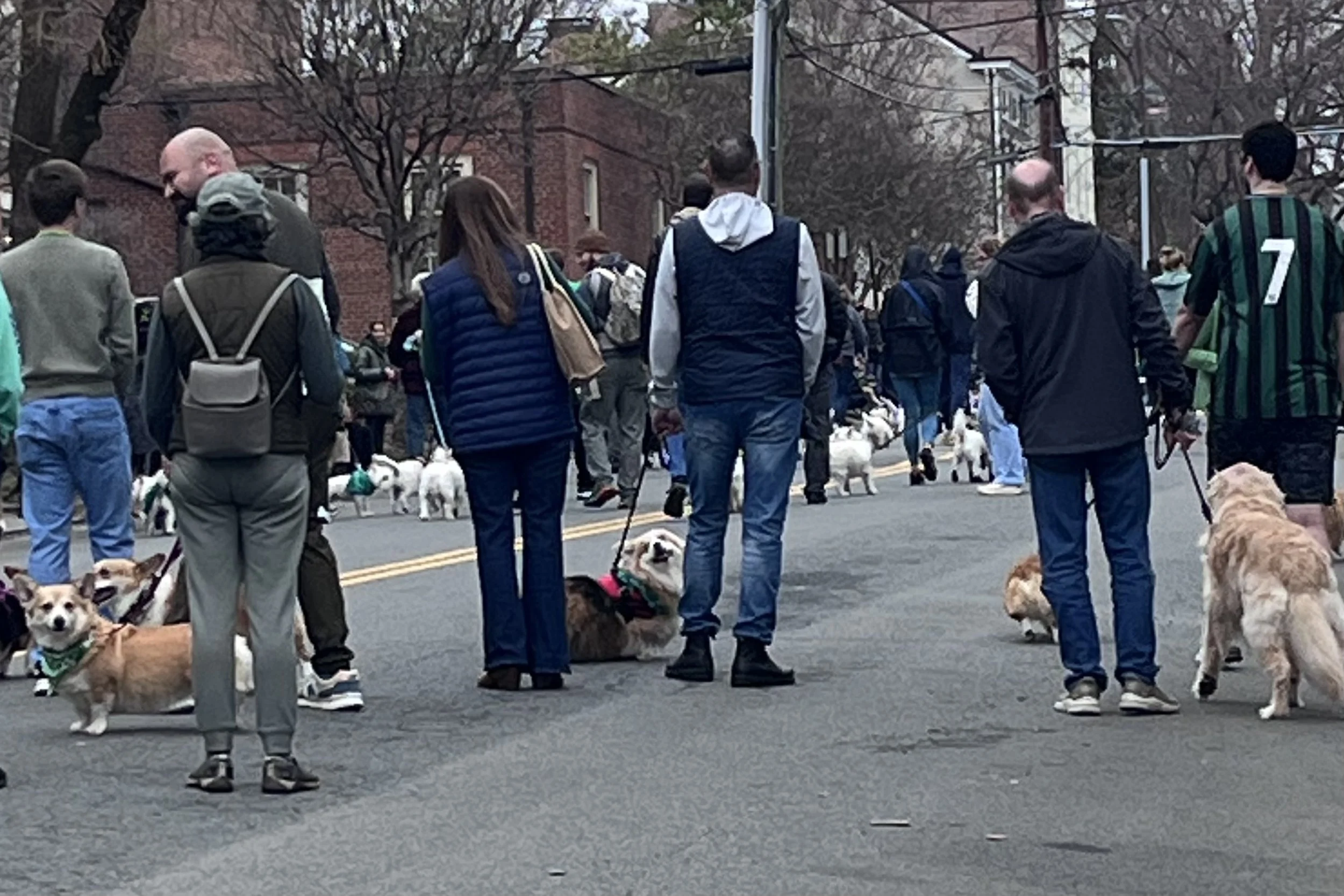 Dog owners and their dogs gathered along a closed street during the ALX Dog Walk in Old Town Alexandria, Virginia.
