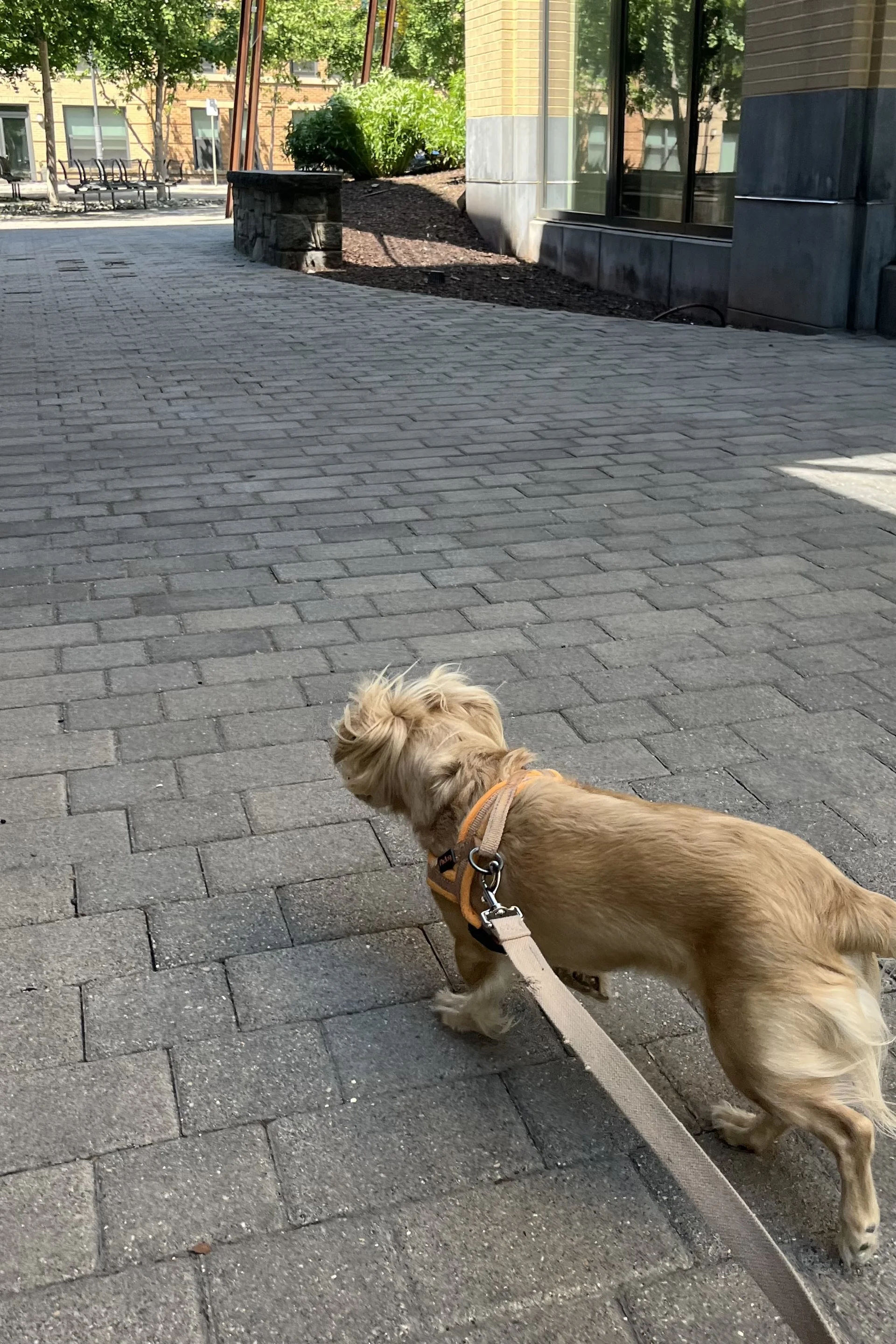 Small dog walking along a quiet paved side street near Lost Dog Cafe in Old Town Alexandria.