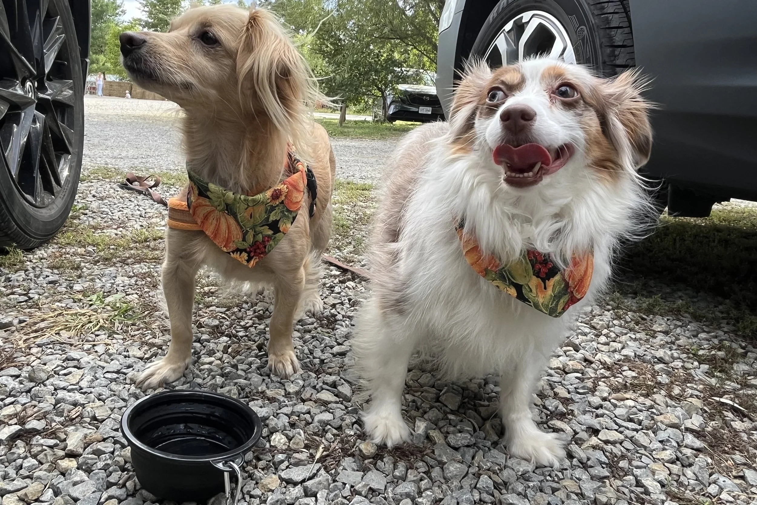 Archie and Saydie taking a water break at Great Country Farms in Bluemont, Virginia.