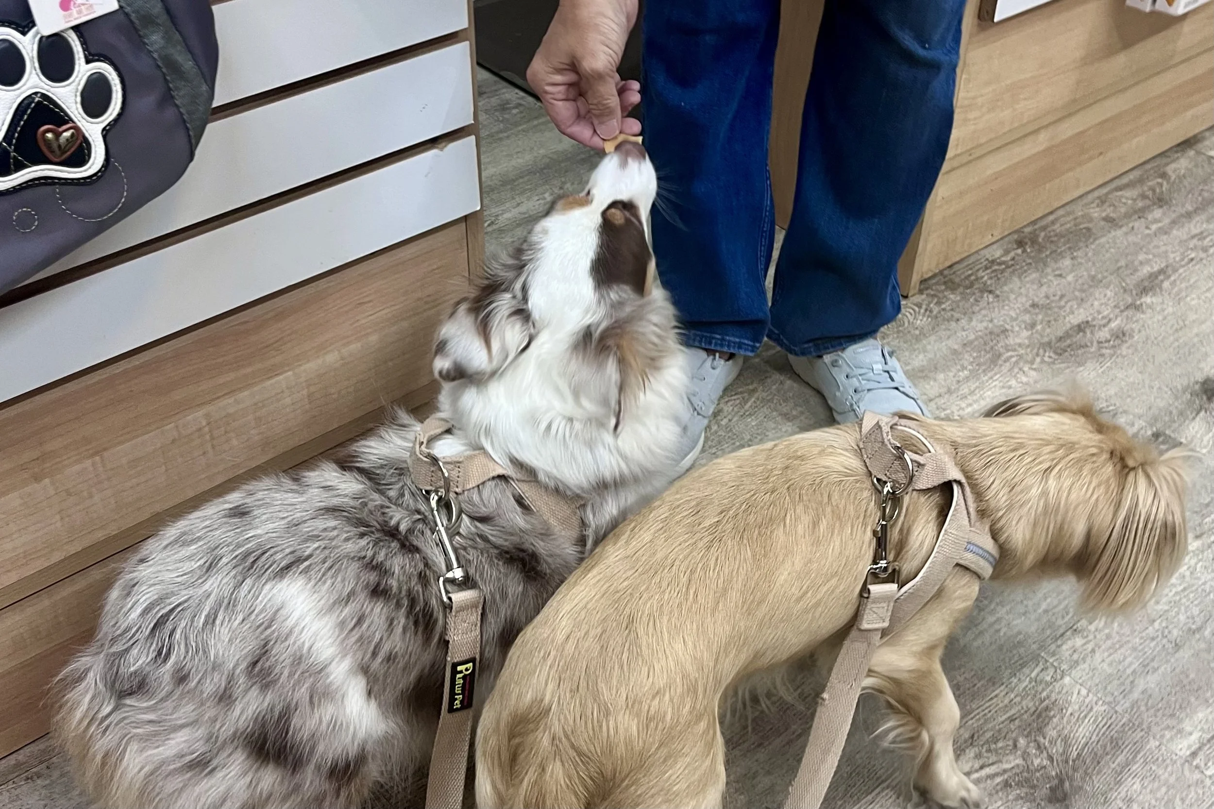 Two small dogs receiving treats inside a pet boutique in Old Town St. Augustine.