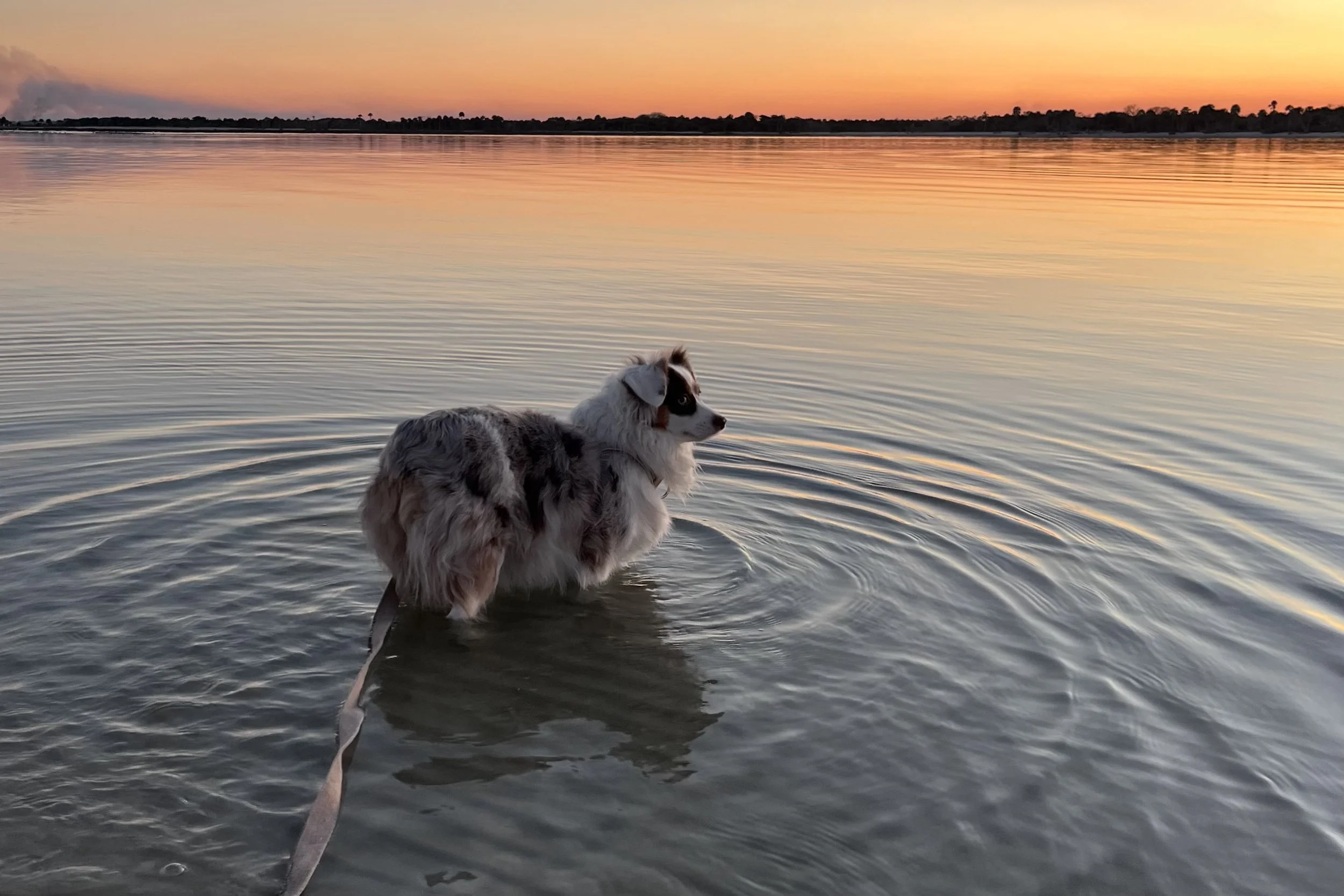 Small golden dog standing in shallow water at sunset during a calm coastal trip.