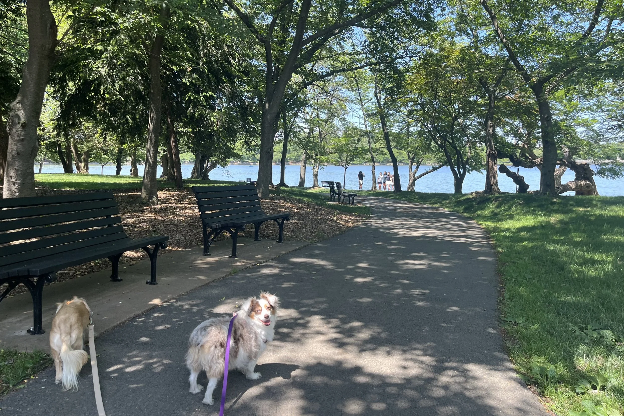 Dogs walking along a shaded waterfront path at Jones Point Park in Alexandria, Virginia, with benches, trees, and water views beside the trail.
