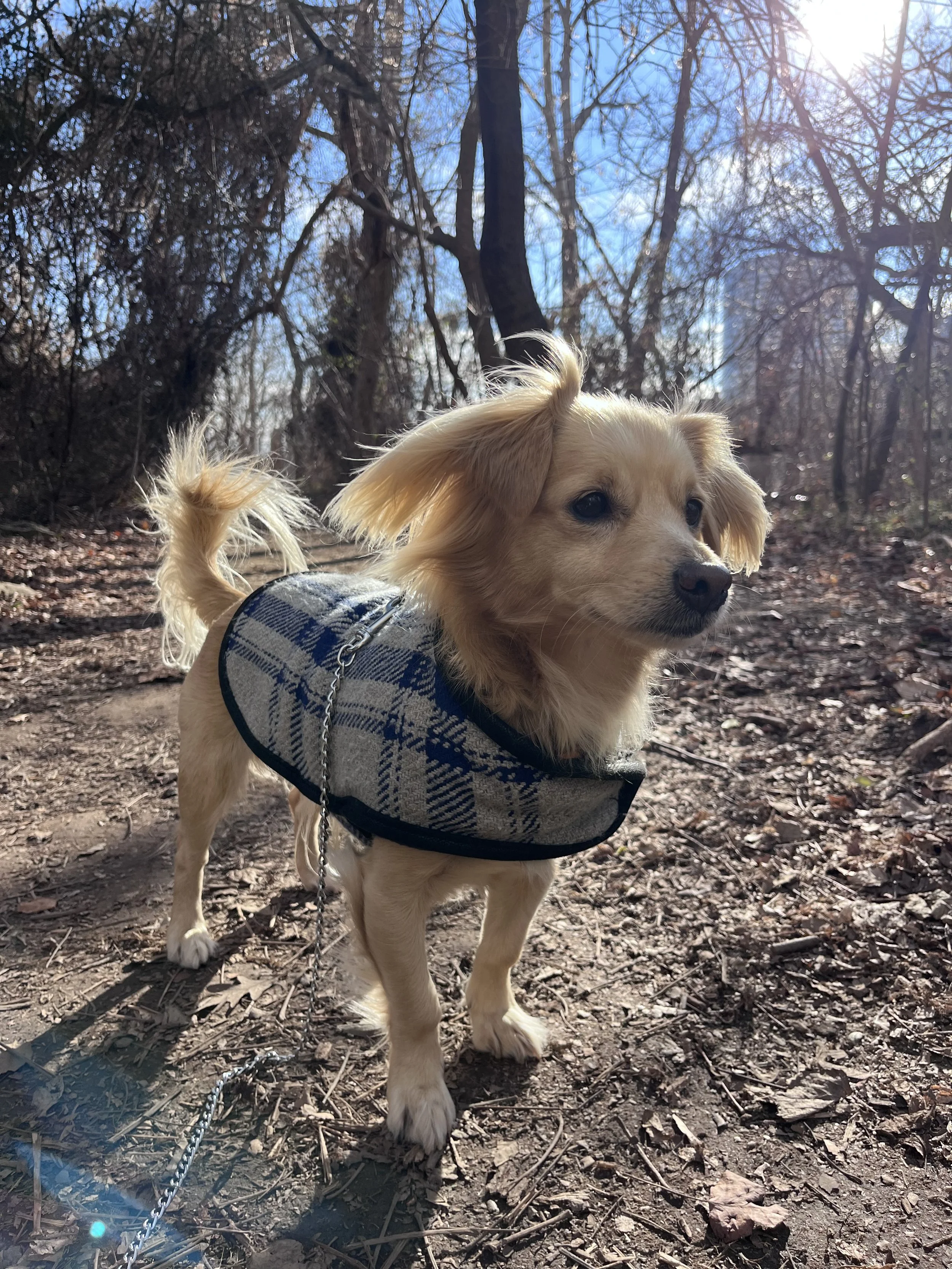 Small dog in a plaid jacket standing on a leaf-covered trail on Theodore Roosevelt Island in winter.