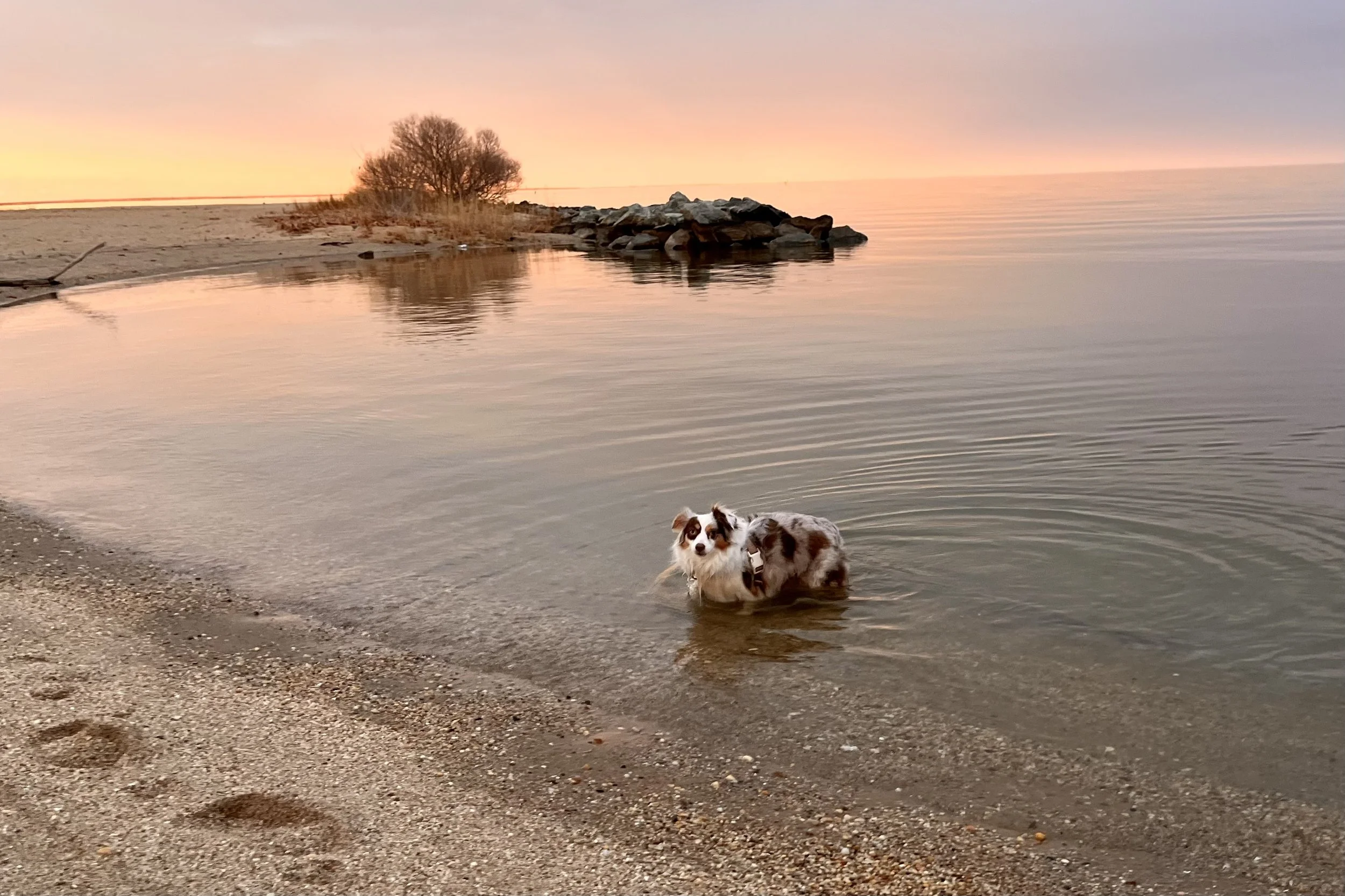 Small Australian Shepherd standing in shallow water along a quiet beach at sunset. Gentle ripples surround the dog while pastel pink and gold light reflects across the calm water. A rocky point and small cluster of trees sit in the background.