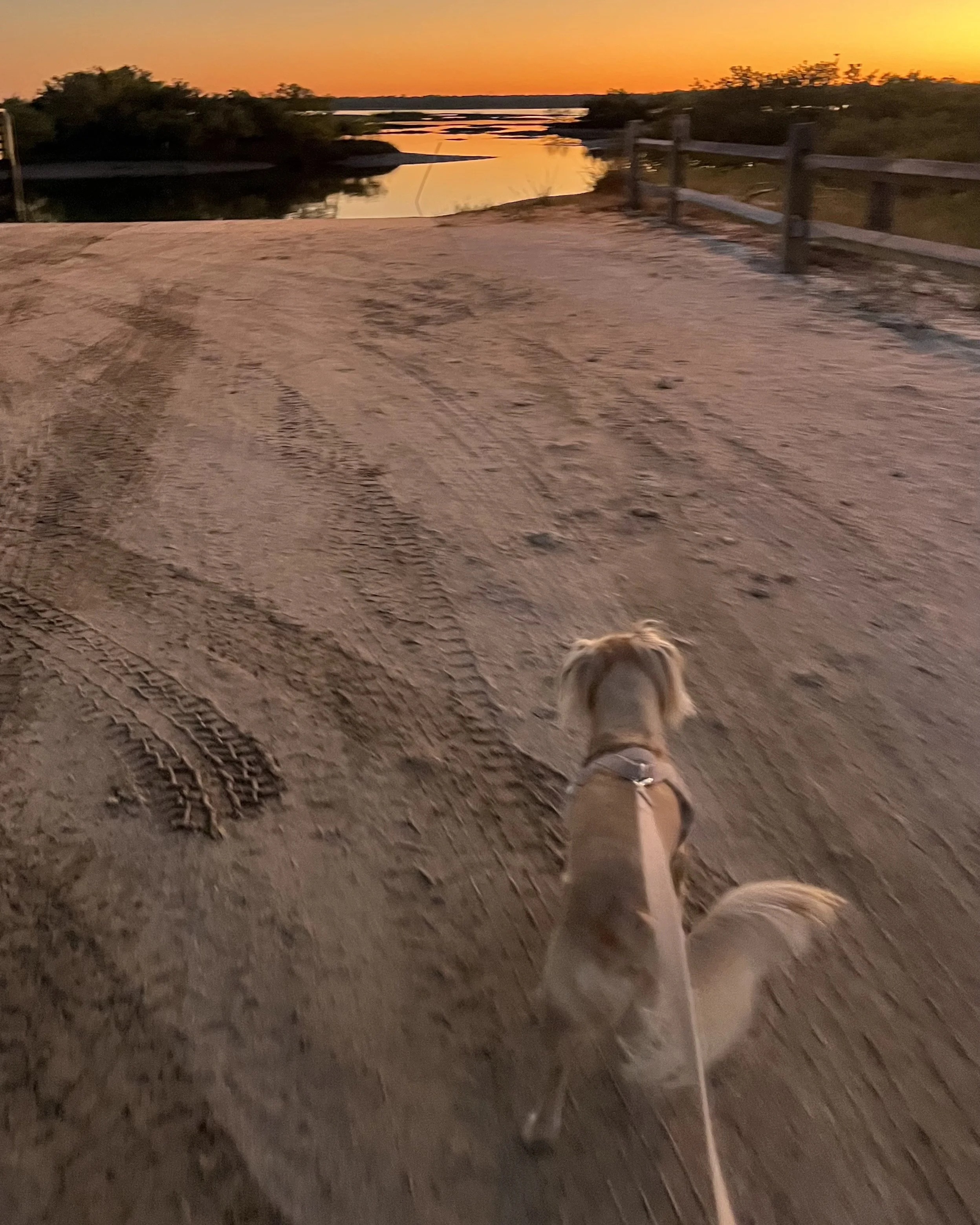 Dog walking along a sandy path near Butler Beach at sunset, with tire tracks in the sand, a wooden fence, and calm marsh water reflecting the orange sky.