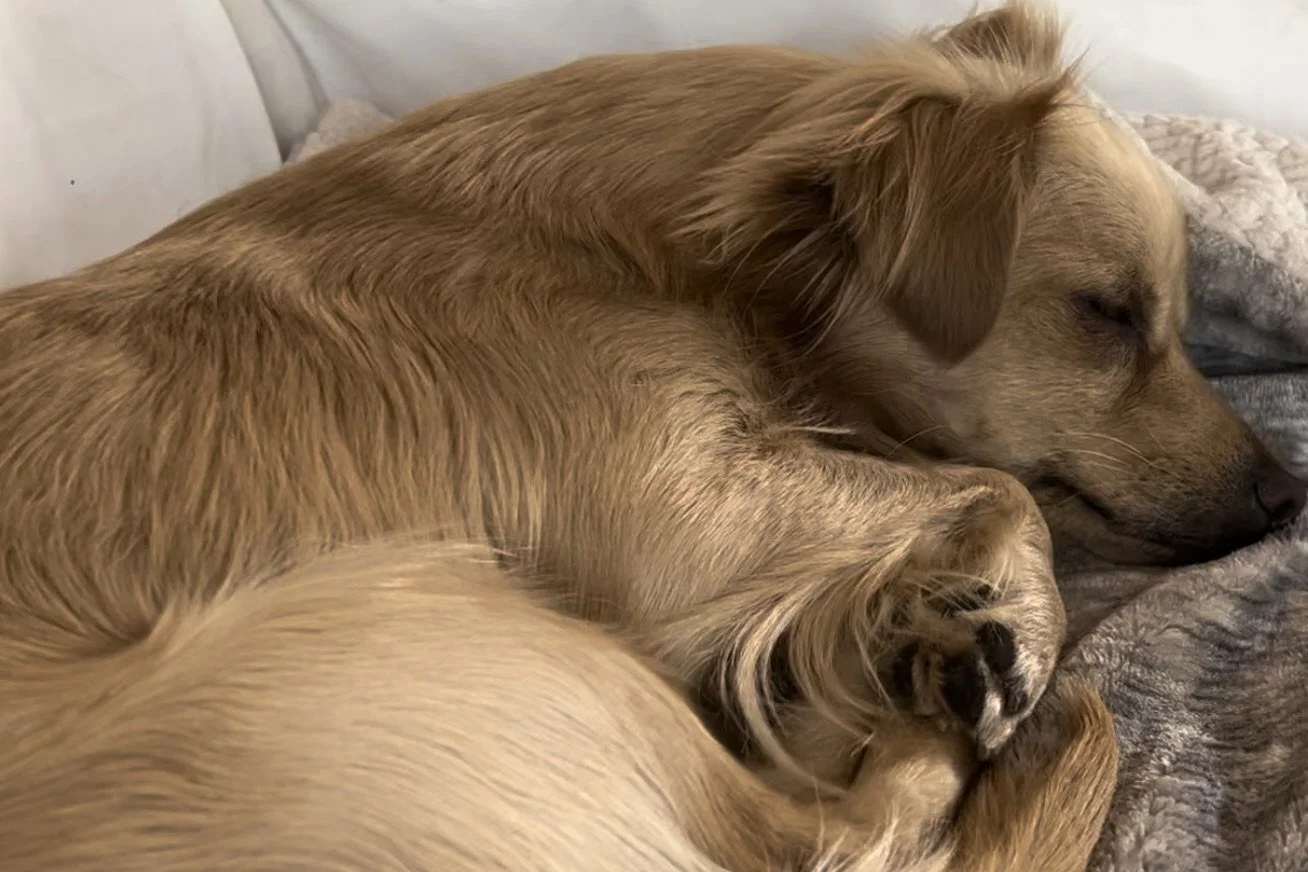 Small dog curled up asleep on a blanket, fully relaxed and resting